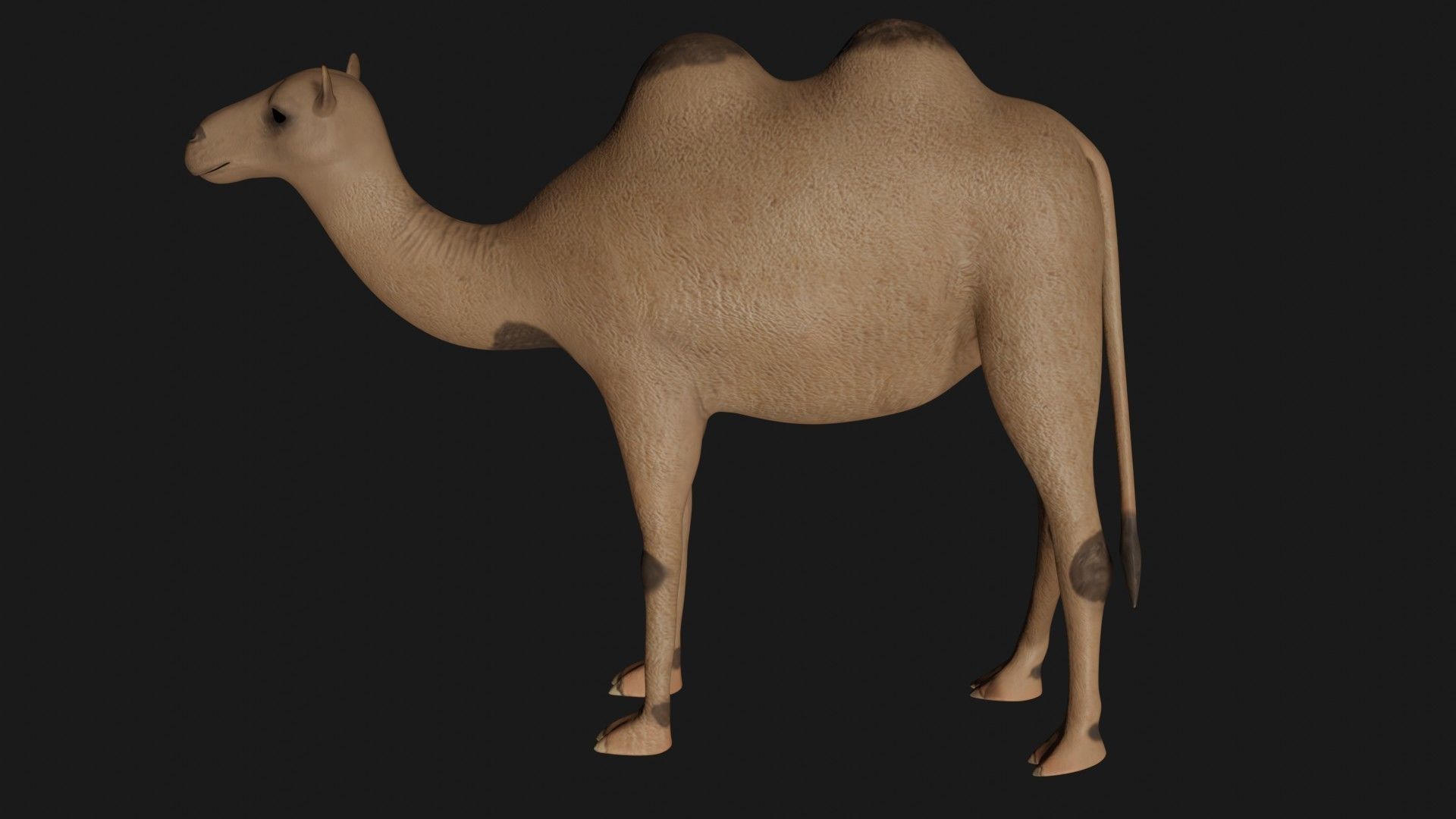 fully rigged low poly camel 2 Low-poly 3D model_5