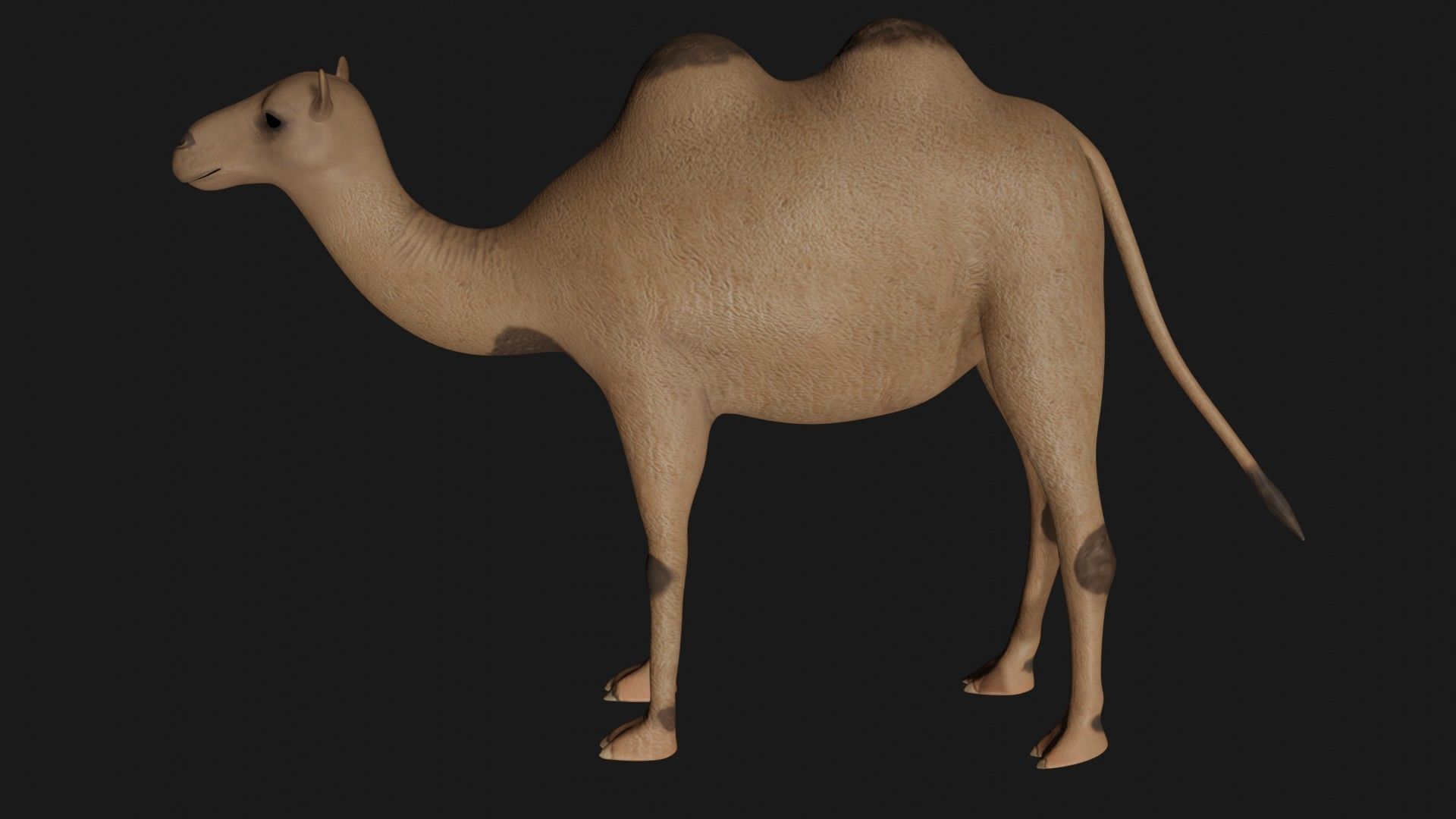 fully rigged low poly camel 2 Low-poly 3D model_4