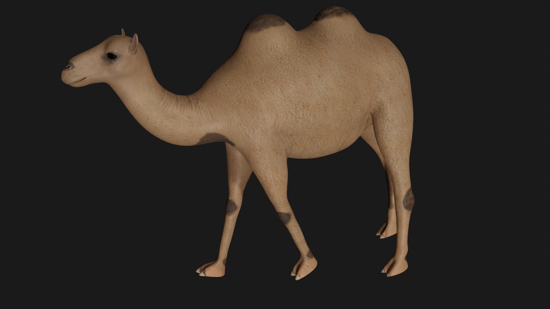 fully rigged low poly camel 2 Low-poly 3D model_2