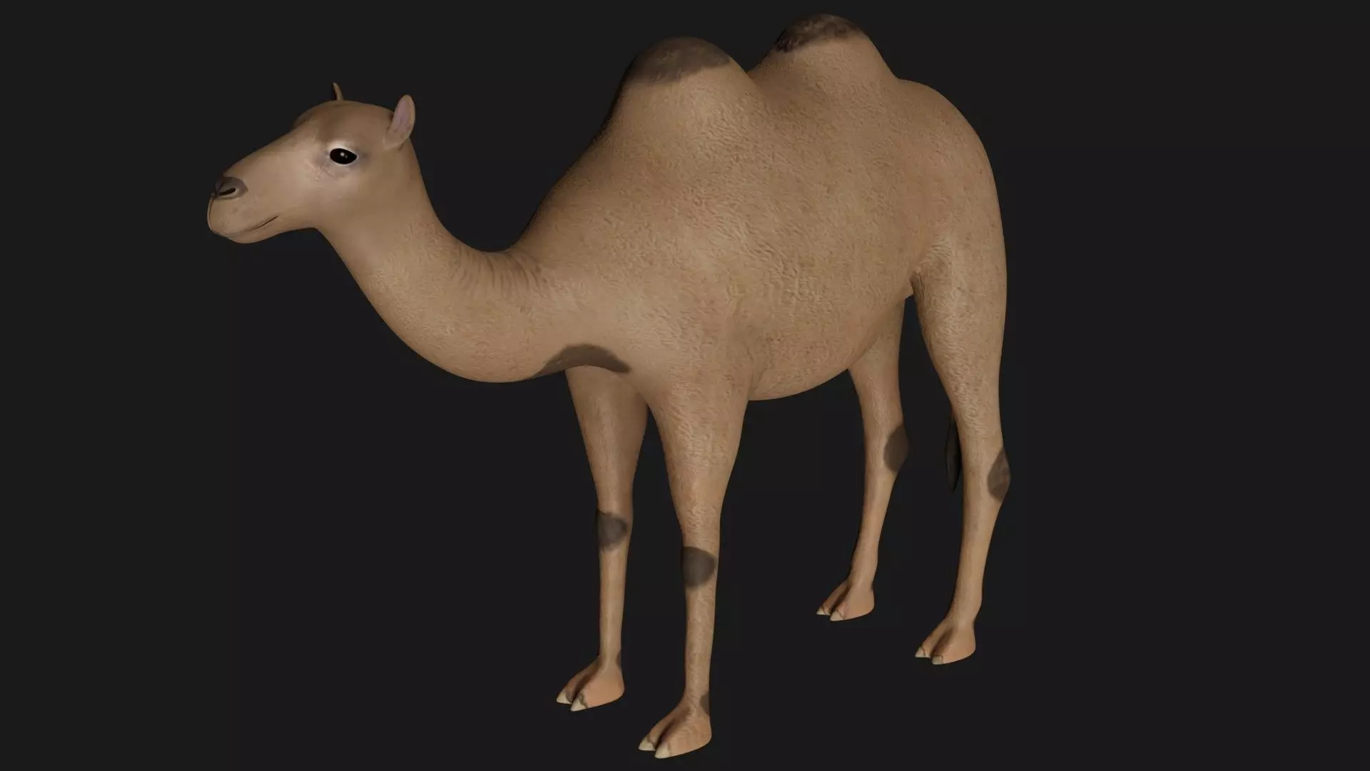 fully rigged low poly camel 2 Low-poly 3D model_0