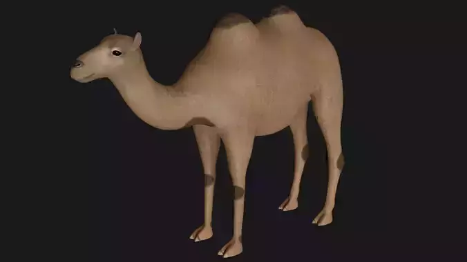 fully rigged low poly camel 2 Low-poly 3D model