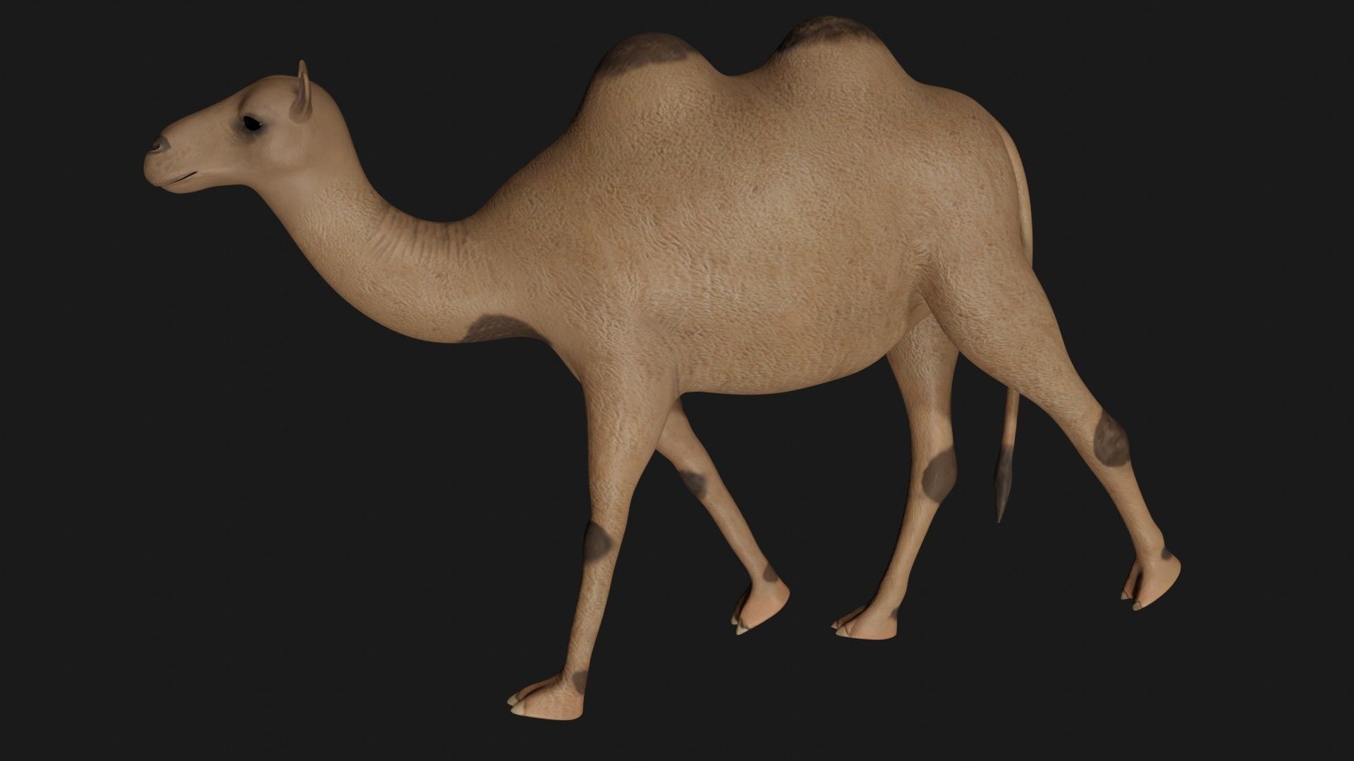 fully rigged low poly camel 2 Low-poly 3D model_3