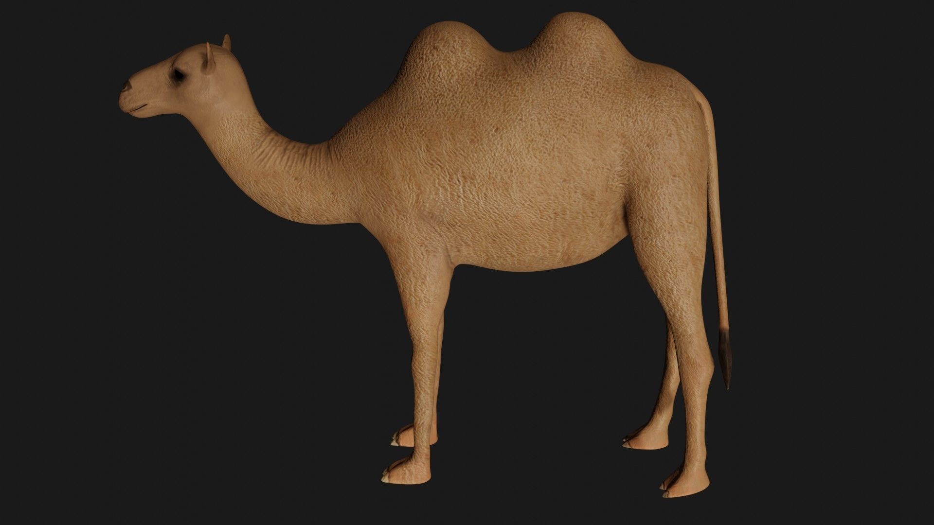 fully rigged low poly camel 3 Low-poly 3D model_5