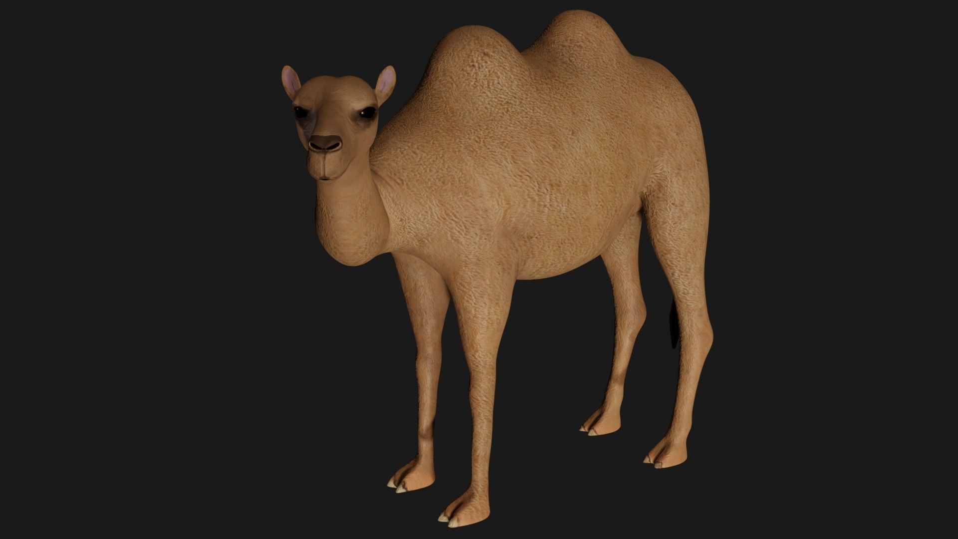 fully rigged low poly camel 3 Low-poly 3D model_1