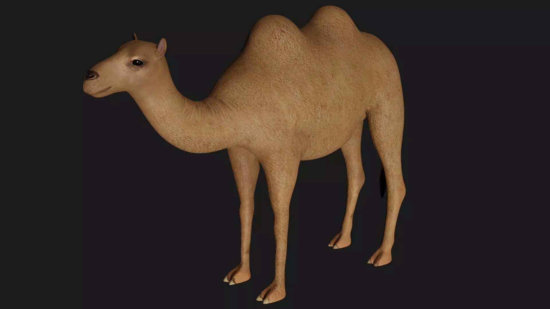 fully rigged low poly camel 3 Low-poly 3D model_0