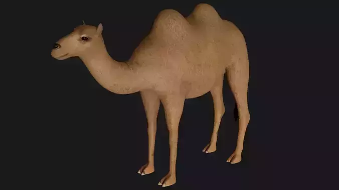 fully rigged low poly camel 3 Low-poly 3D model