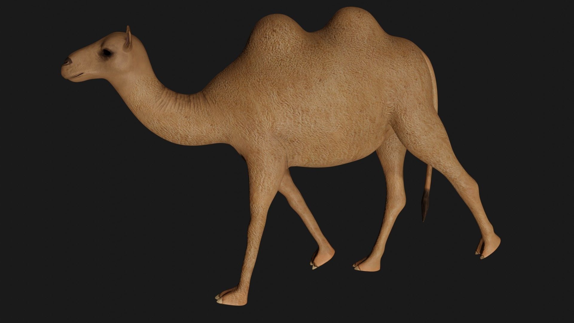 fully rigged low poly camel 3 Low-poly 3D model_3