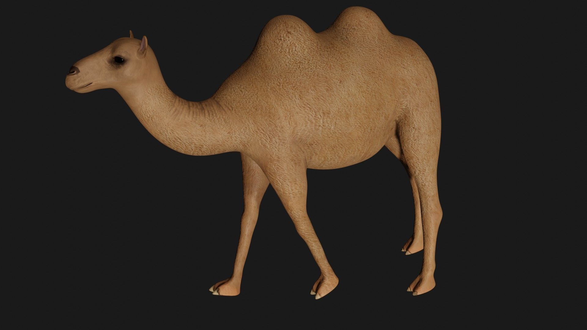 fully rigged low poly camel 3 Low-poly 3D model_2