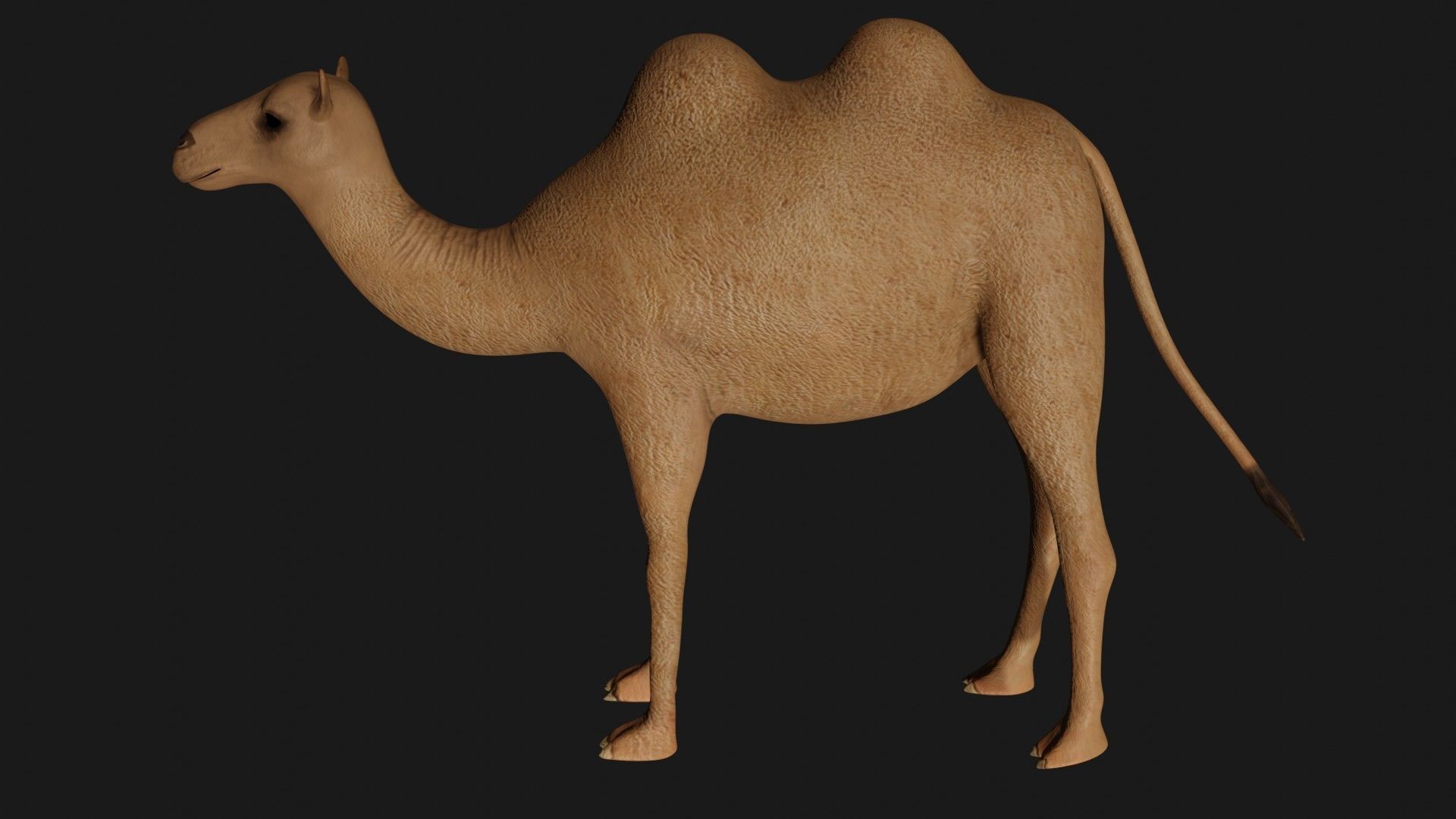 fully rigged low poly camel 3 Low-poly 3D model_4