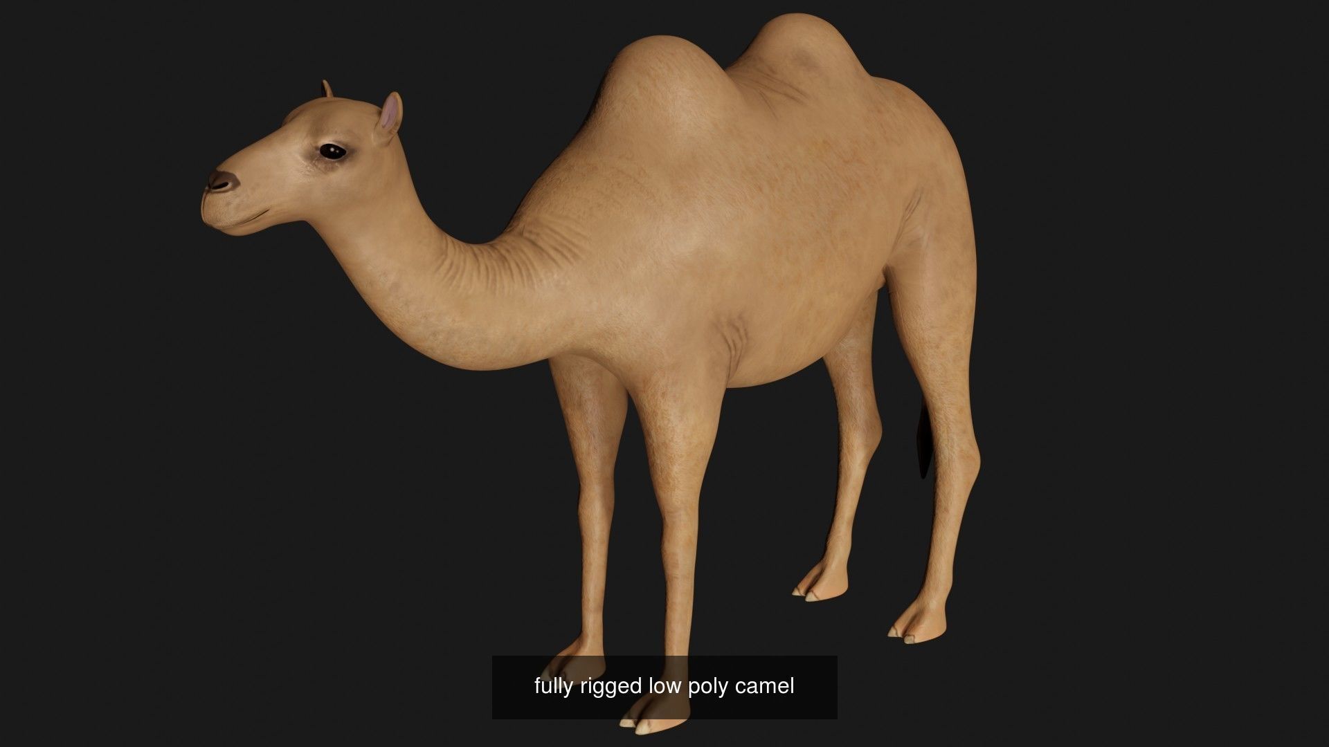Camel Collection _1