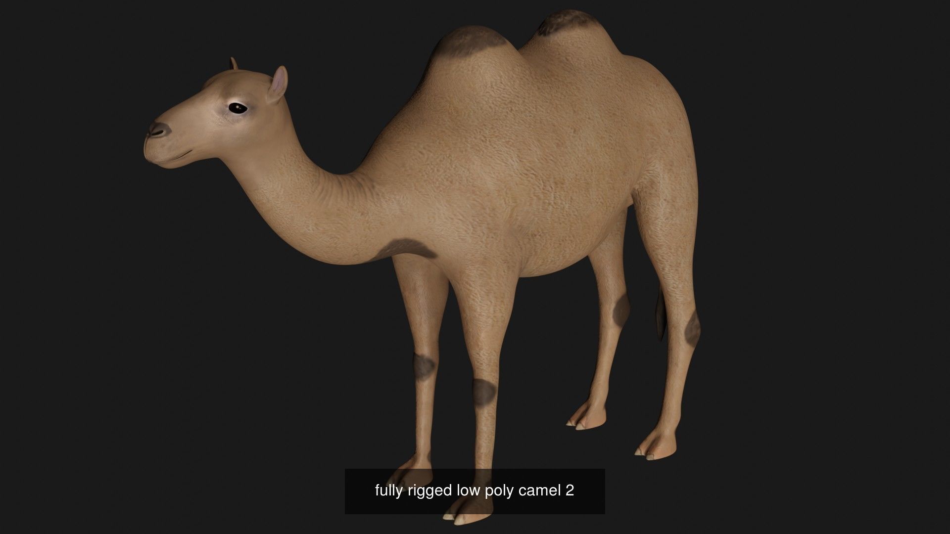 Camel Collection _2