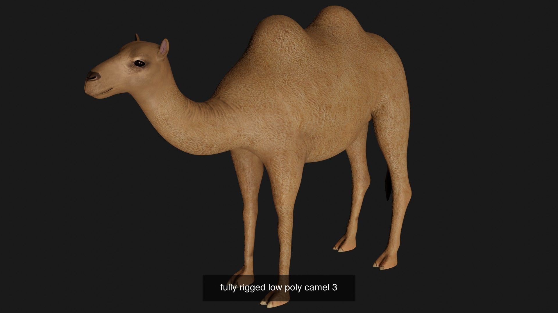 Camel Collection _3