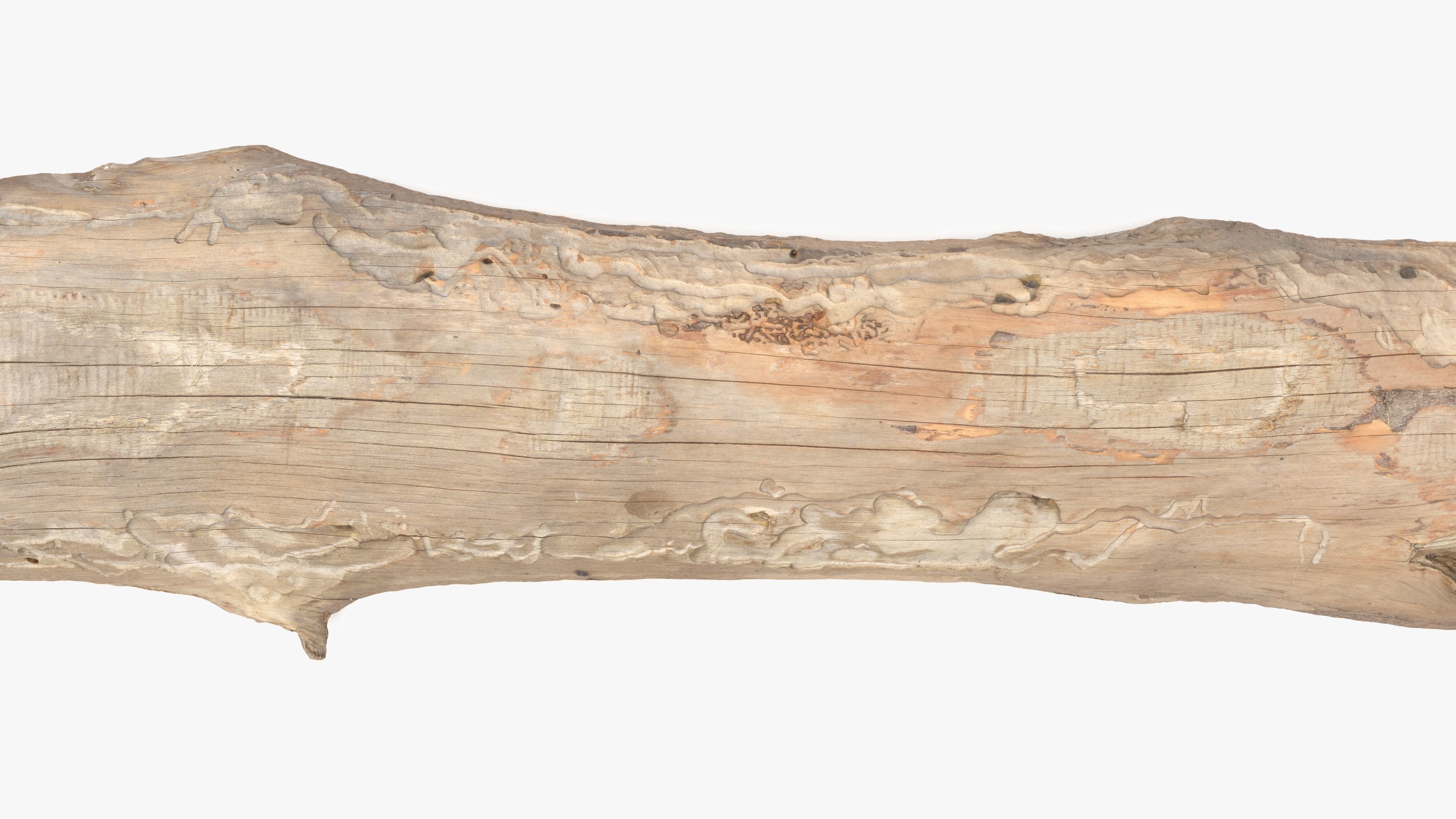 Plank Eaten Low-poly 3D model_11