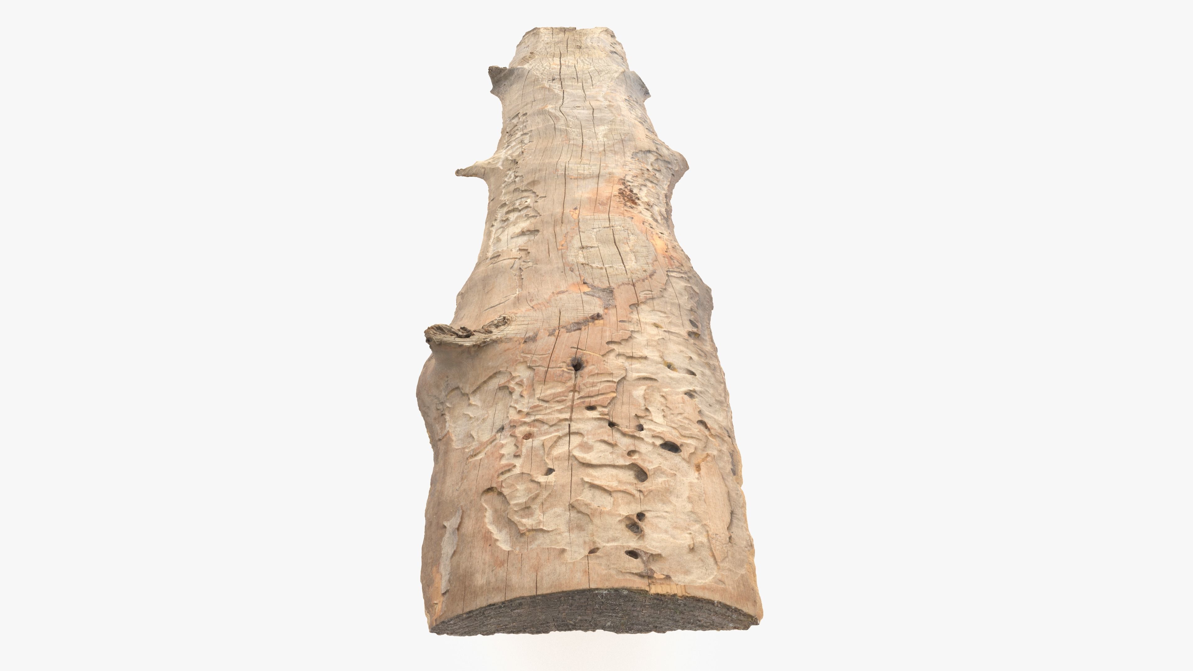 Plank Eaten Low-poly 3D model_2