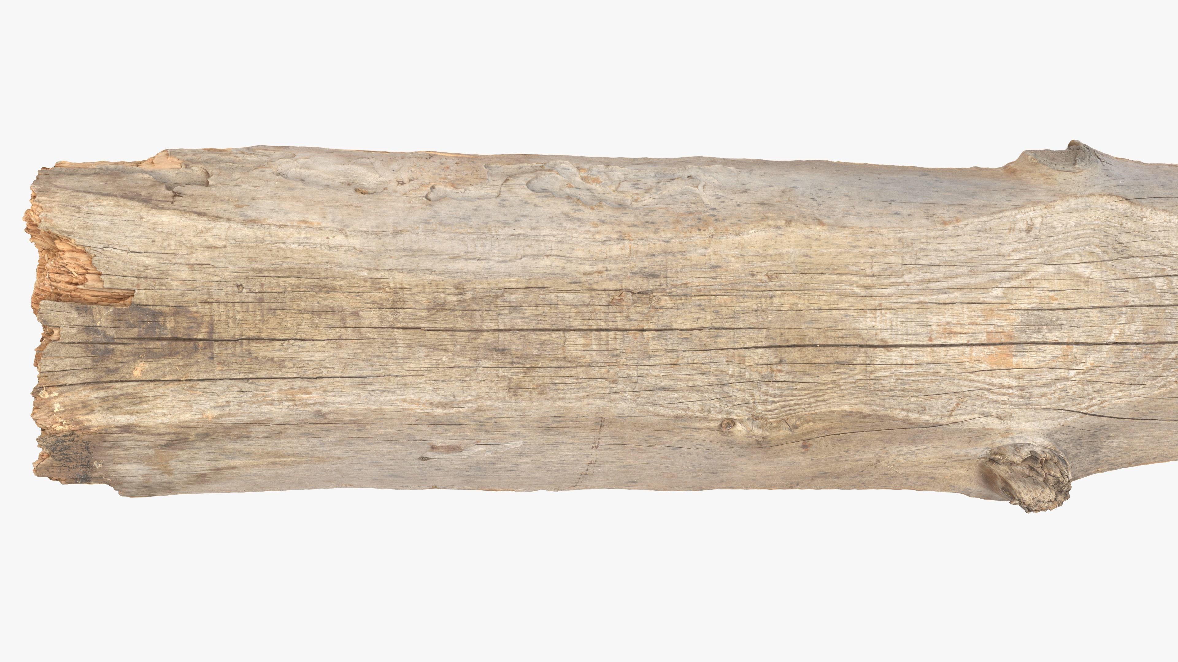 Plank Eaten Low-poly 3D model_9