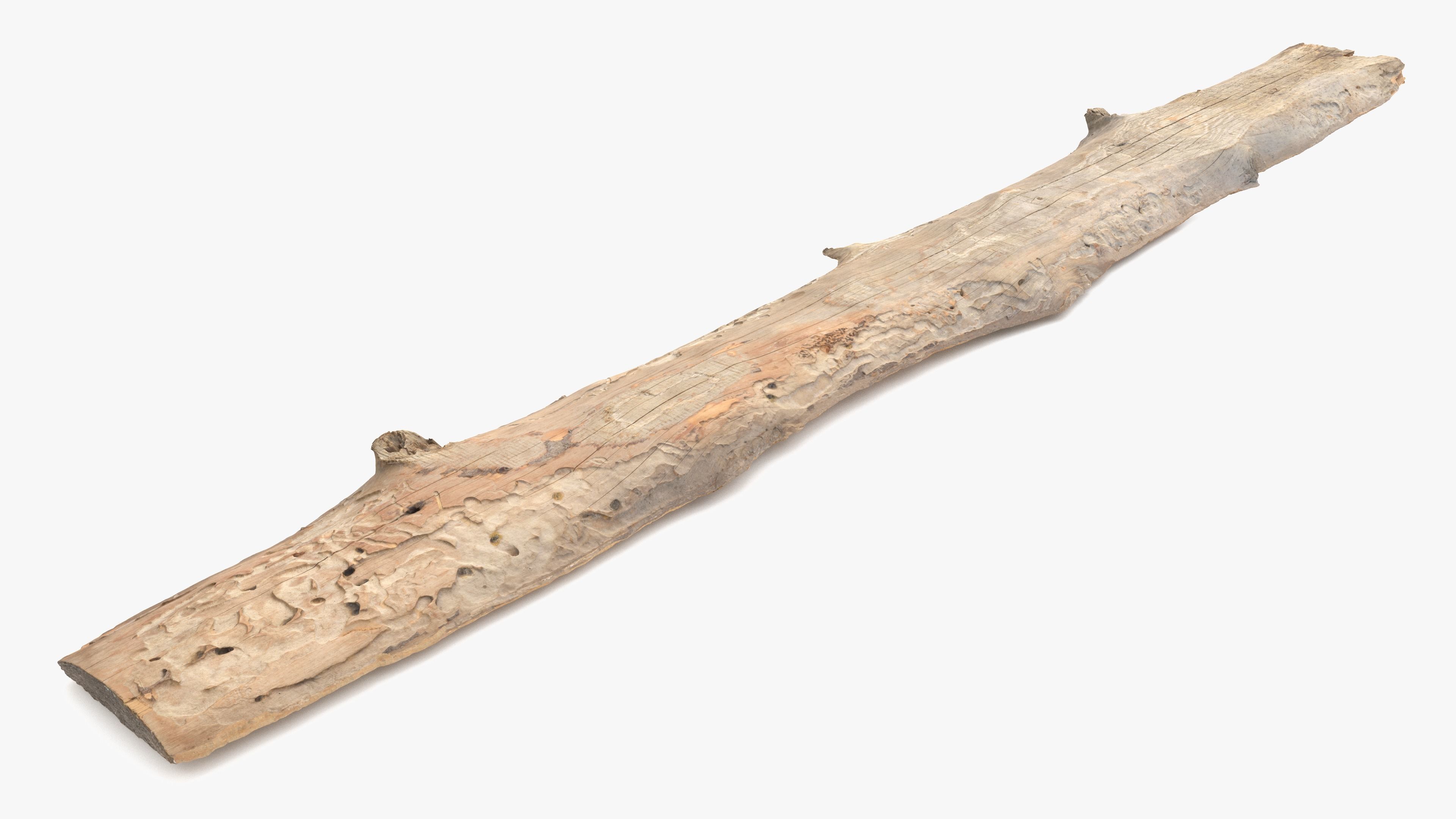 Plank Eaten Low-poly 3D model_3