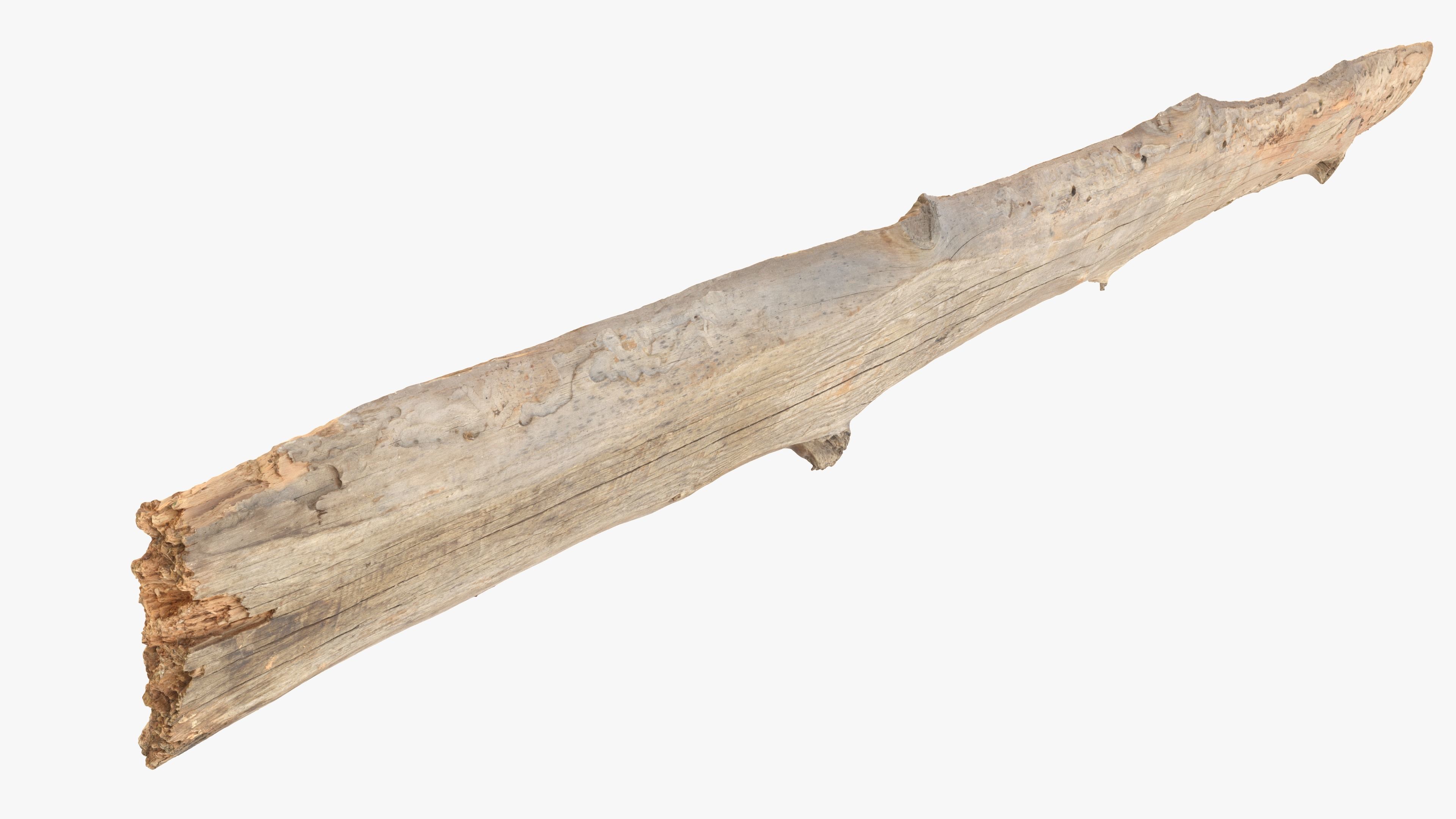 Plank Eaten Low-poly 3D model_16