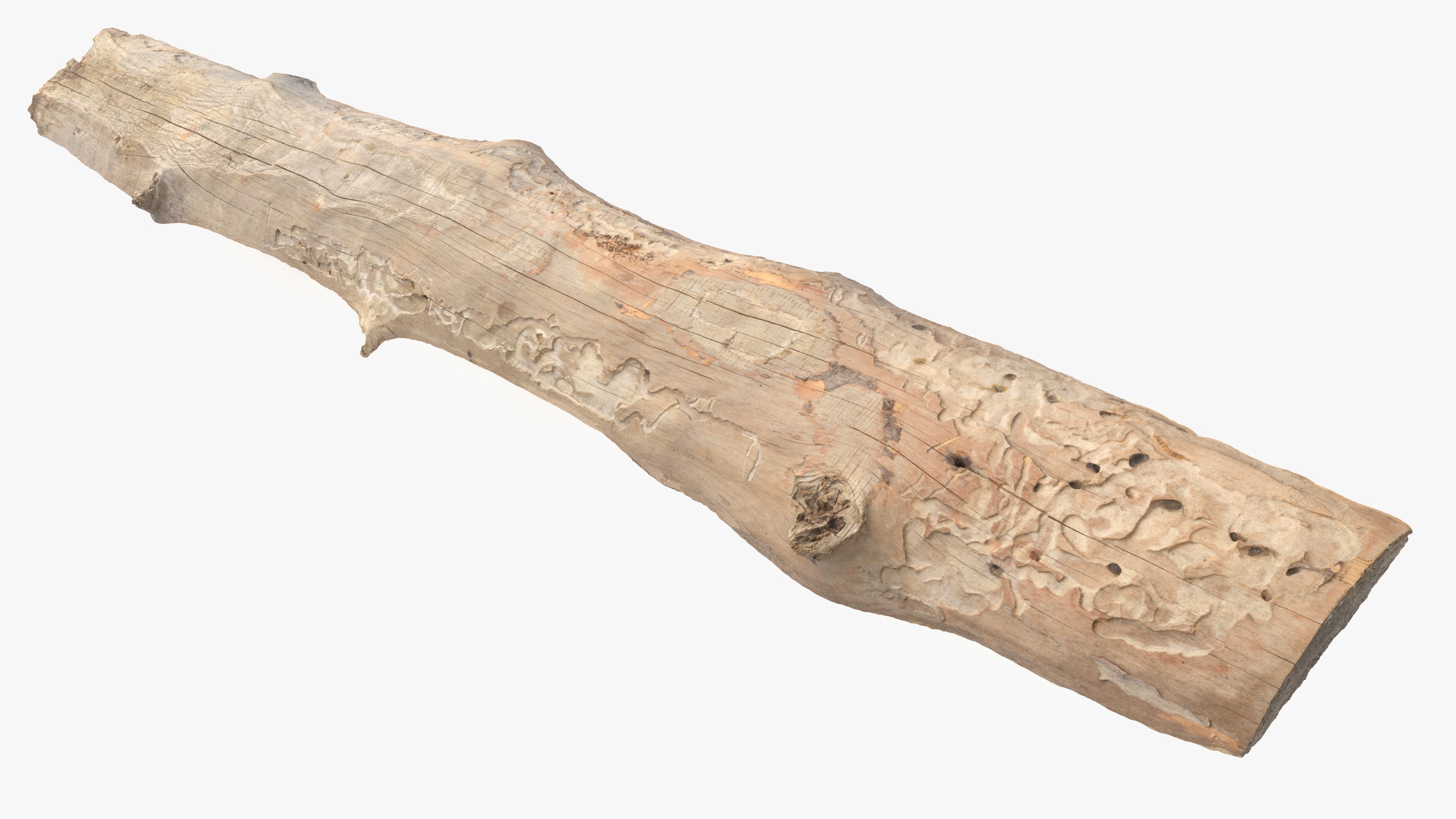 Plank Eaten Low-poly 3D model_1