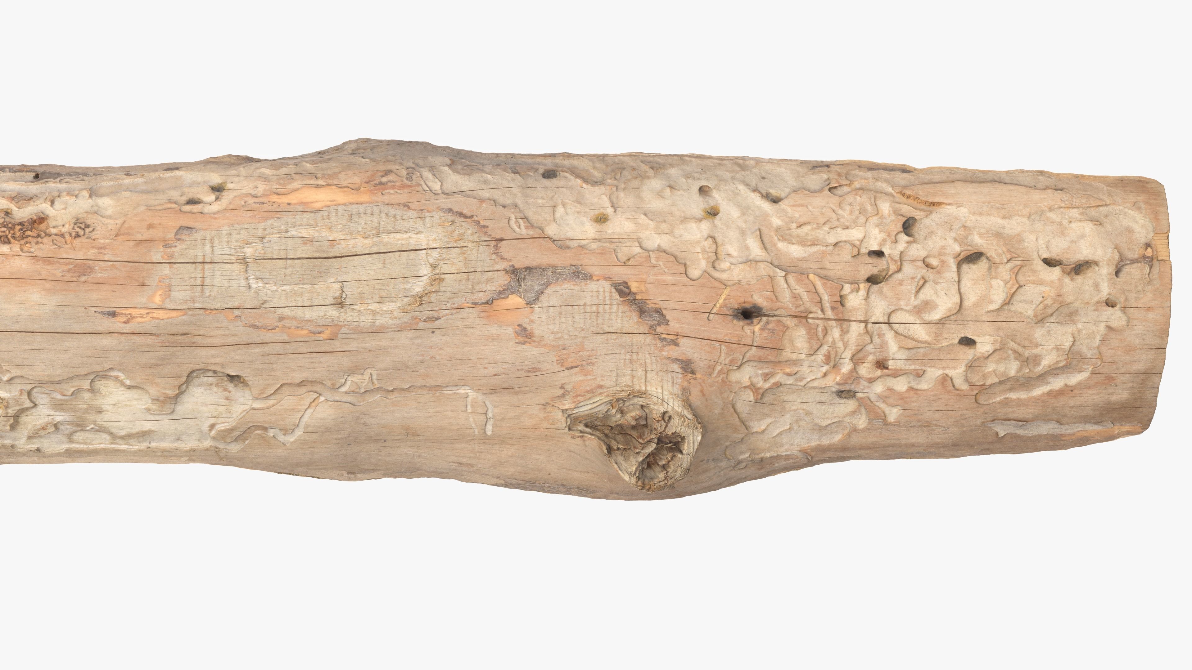 Plank Eaten Low-poly 3D model_12
