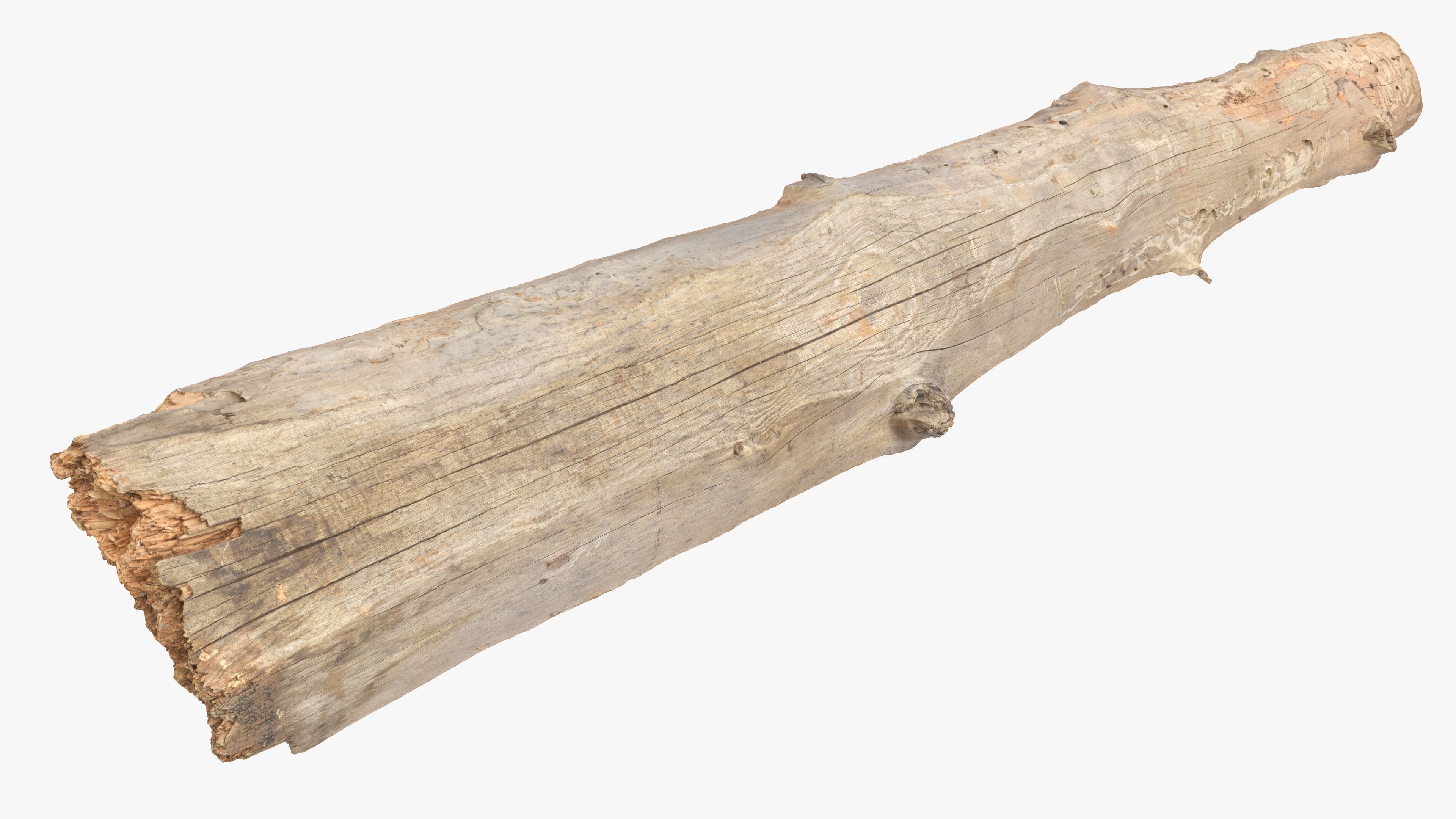 Plank Eaten Low-poly 3D model_15