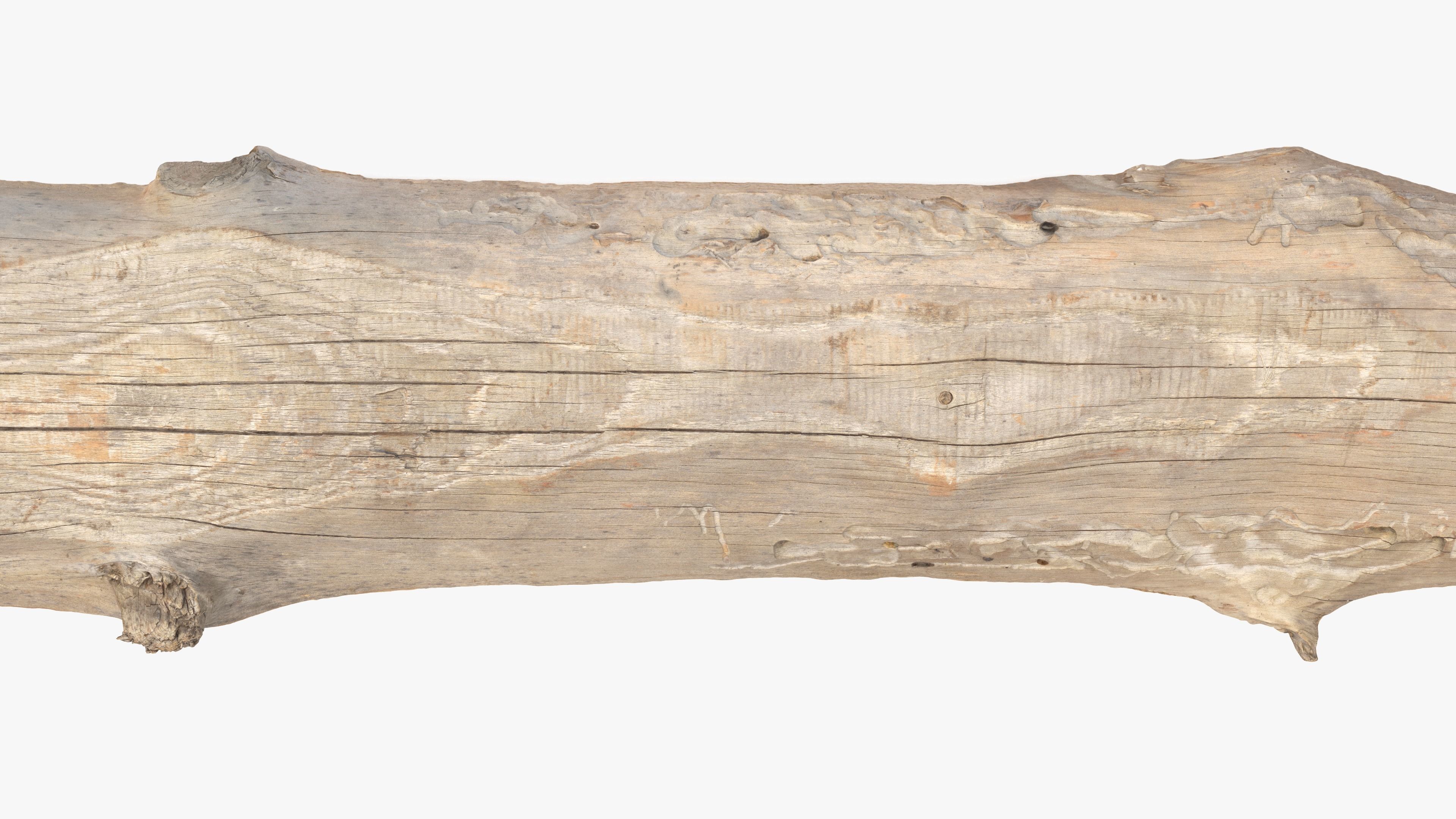 Plank Eaten Low-poly 3D model_10