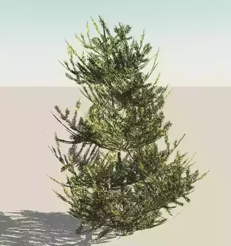 Fir Tree 3D model
