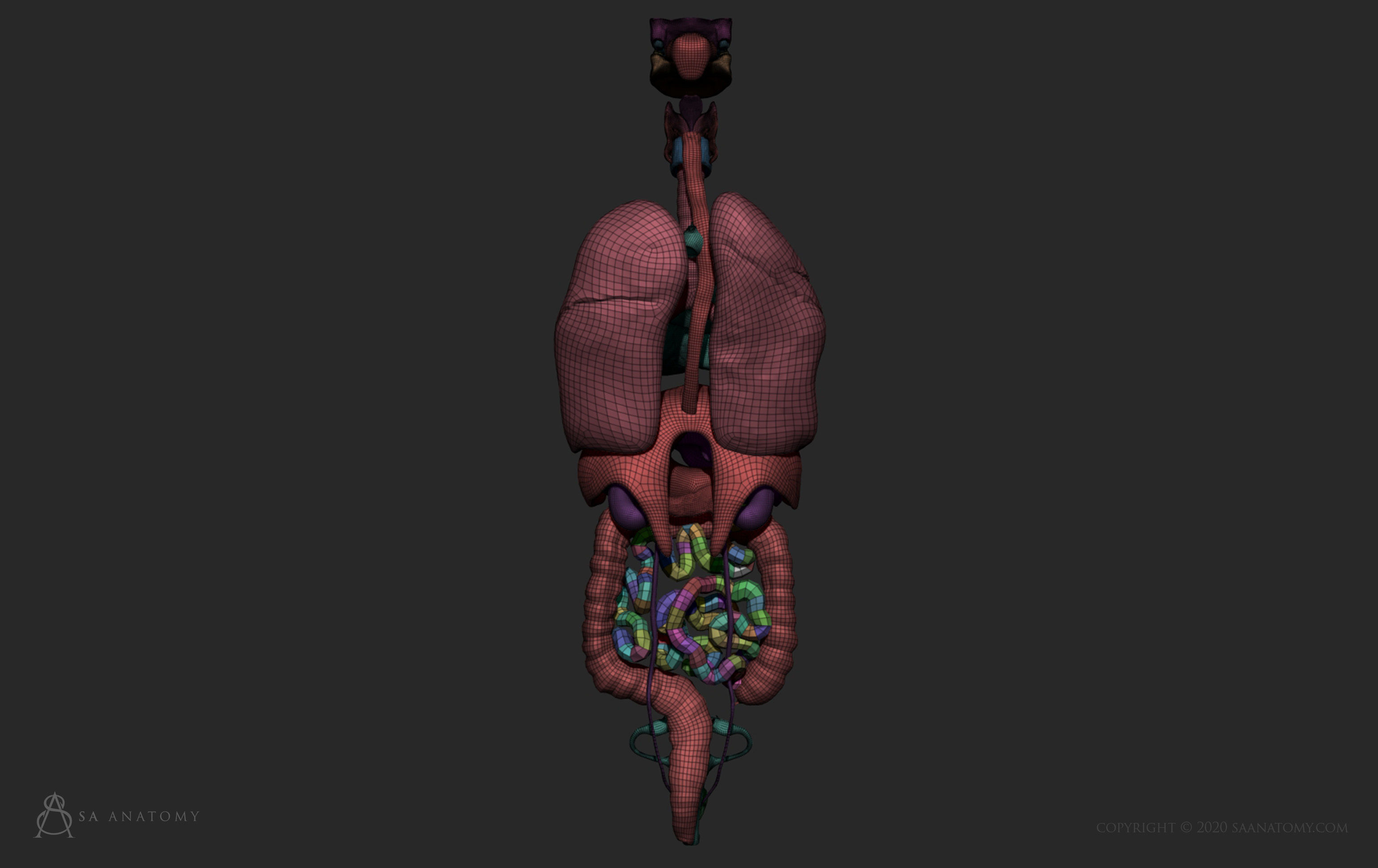 Female Internal Organs 3D print model_2