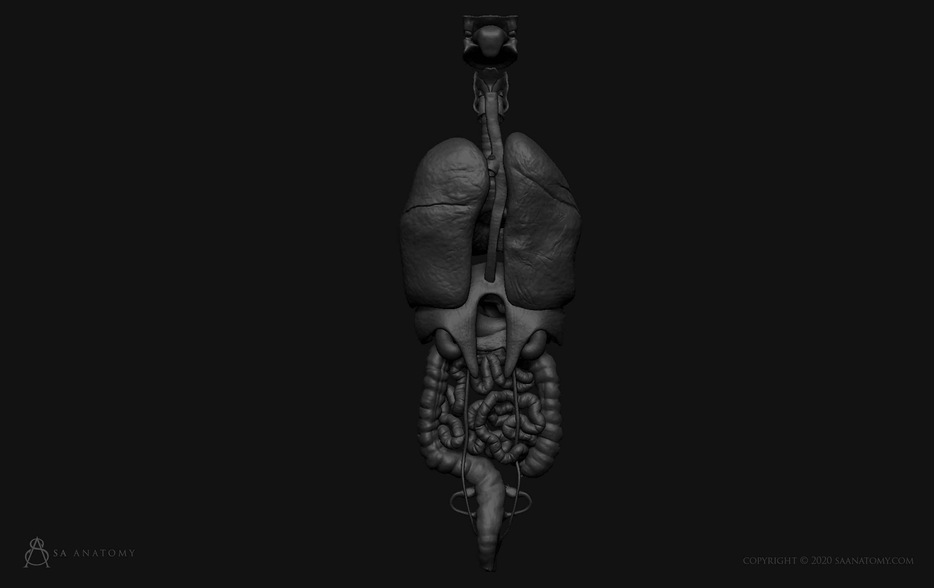Female Internal Organs 3D print model_6