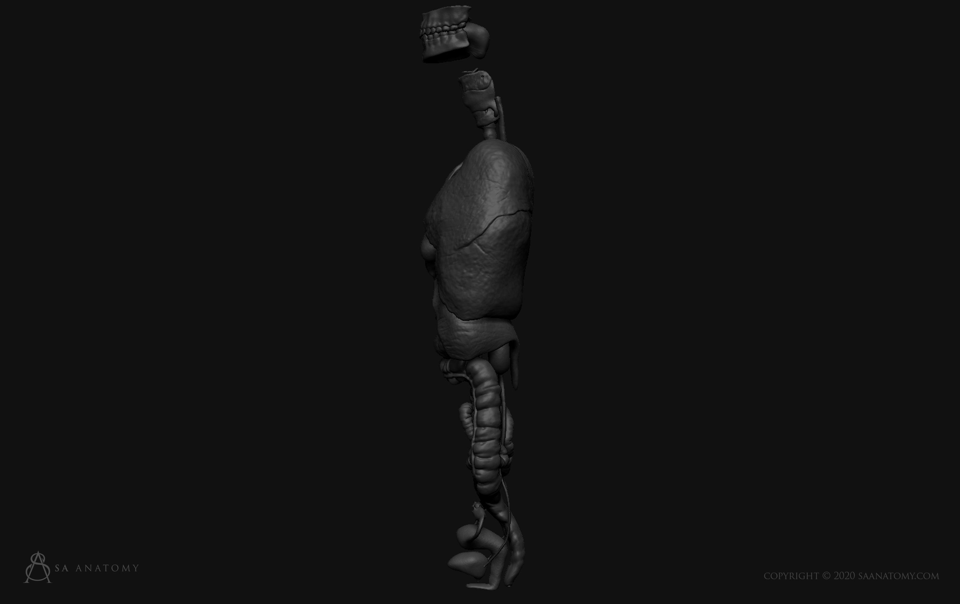Female Internal Organs 3D print model_4