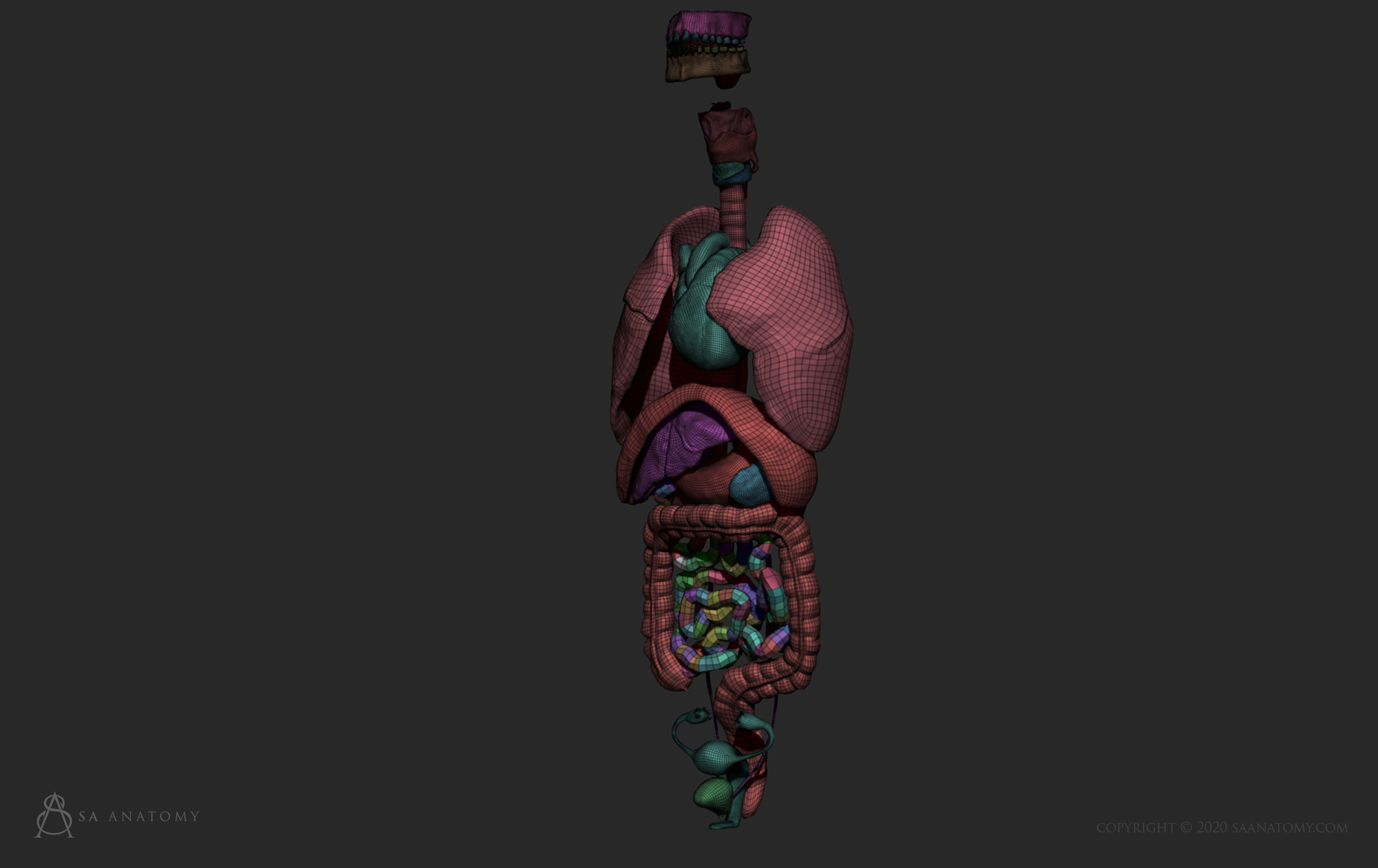 Female Internal Organs 3D print model_8
