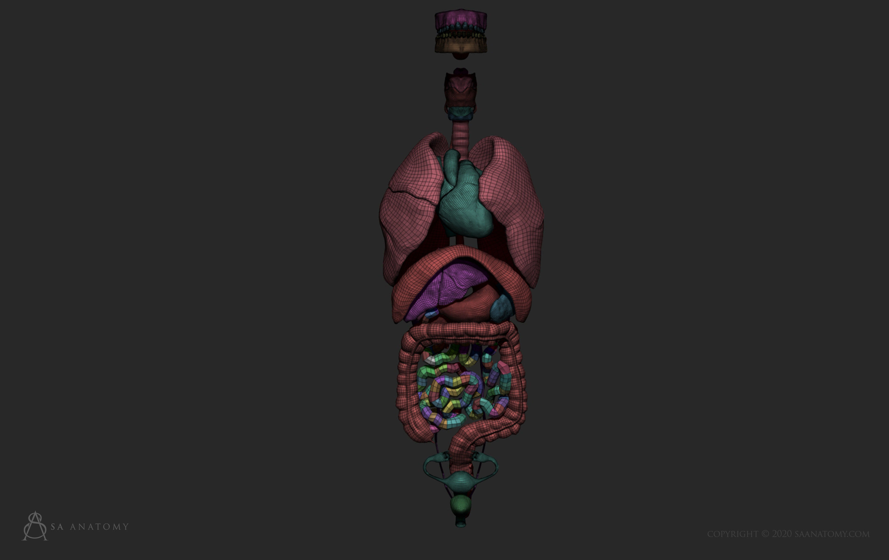Female Internal Organs 3D print model_7