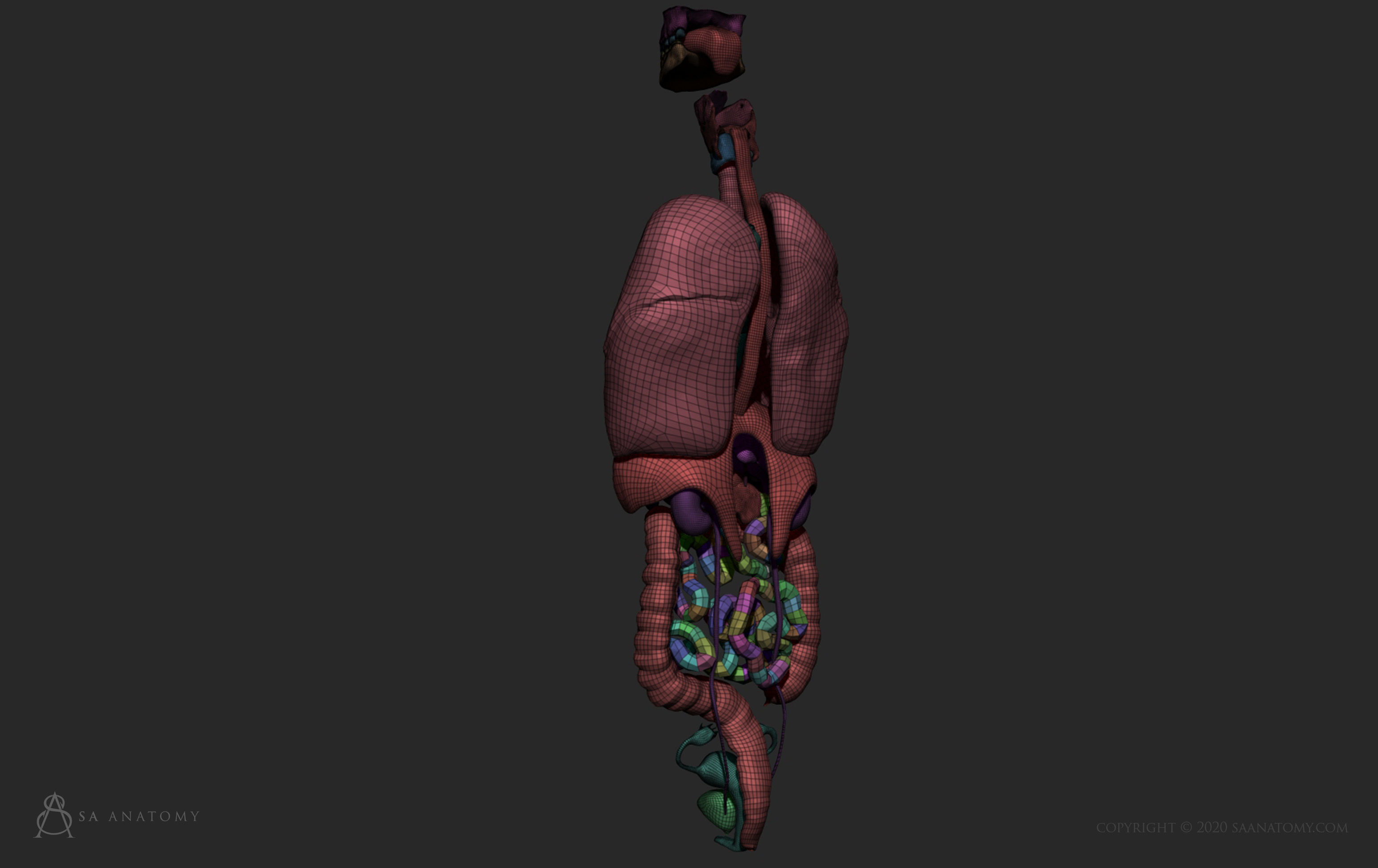 Female Internal Organs 3D print model_10