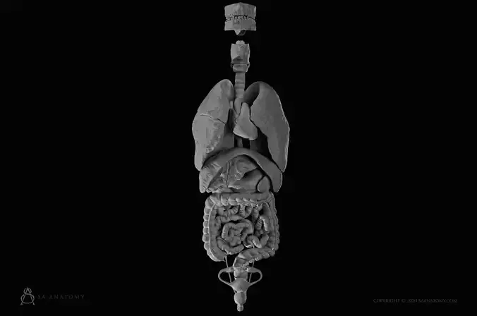 Female Internal Organs