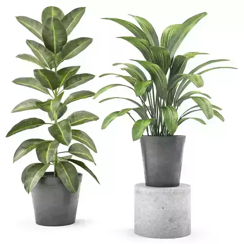 indoor and outdoor plant set  