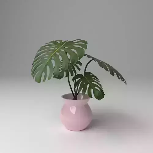 Monstera plant in vase