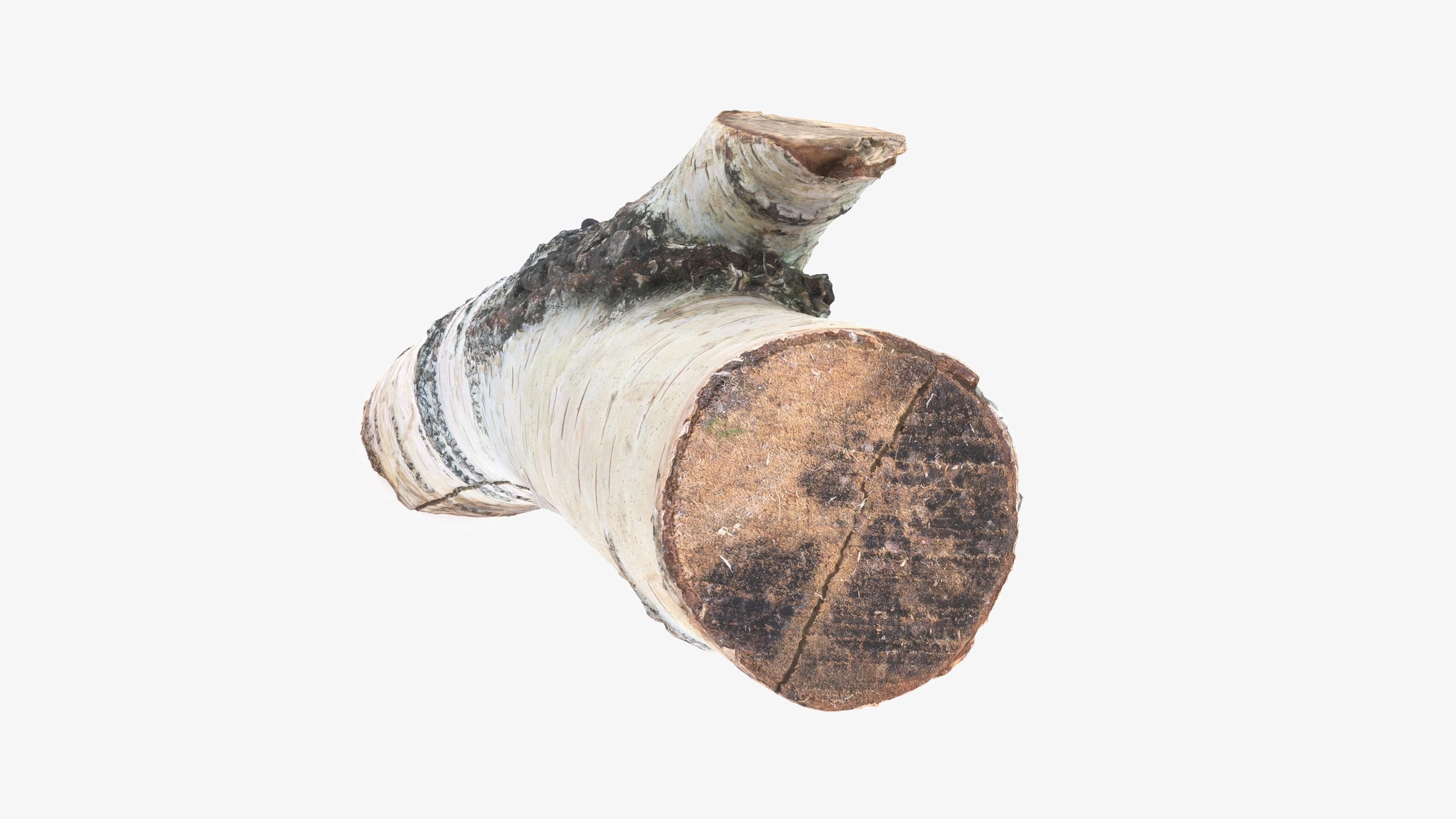 Log Birch Low-poly 3D model_9