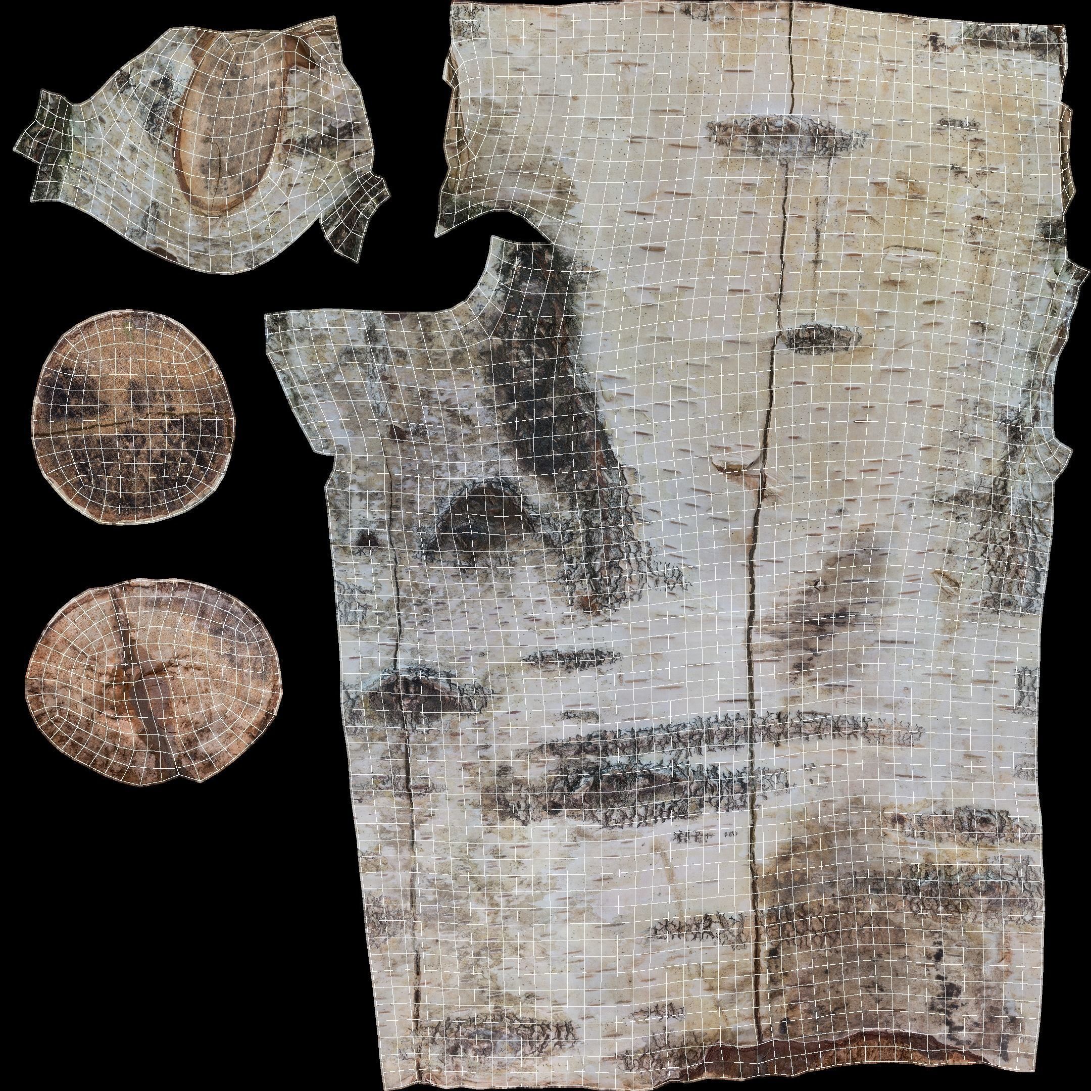 Log Birch Low-poly 3D model_30