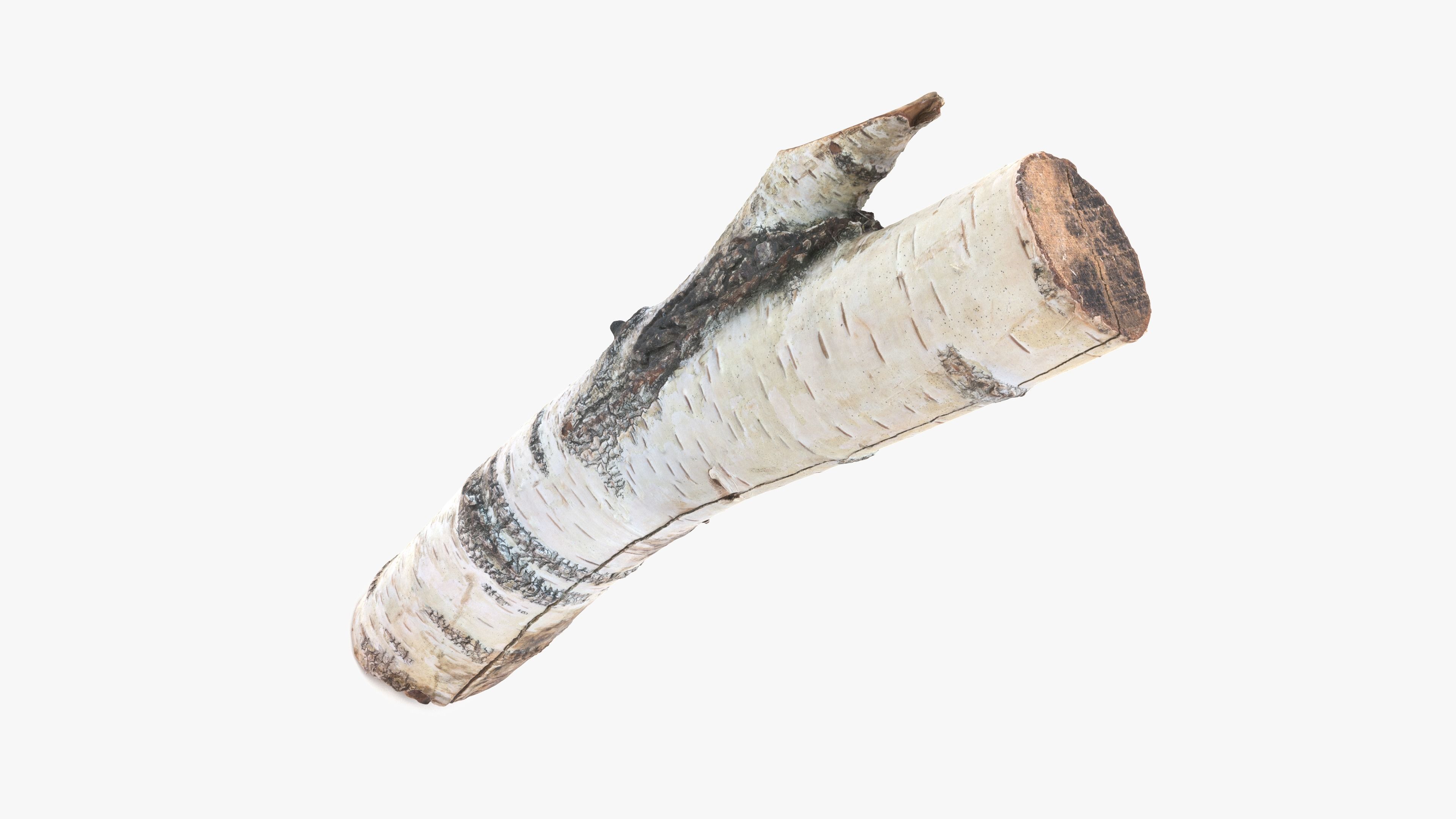 Log Birch Low-poly 3D model_14