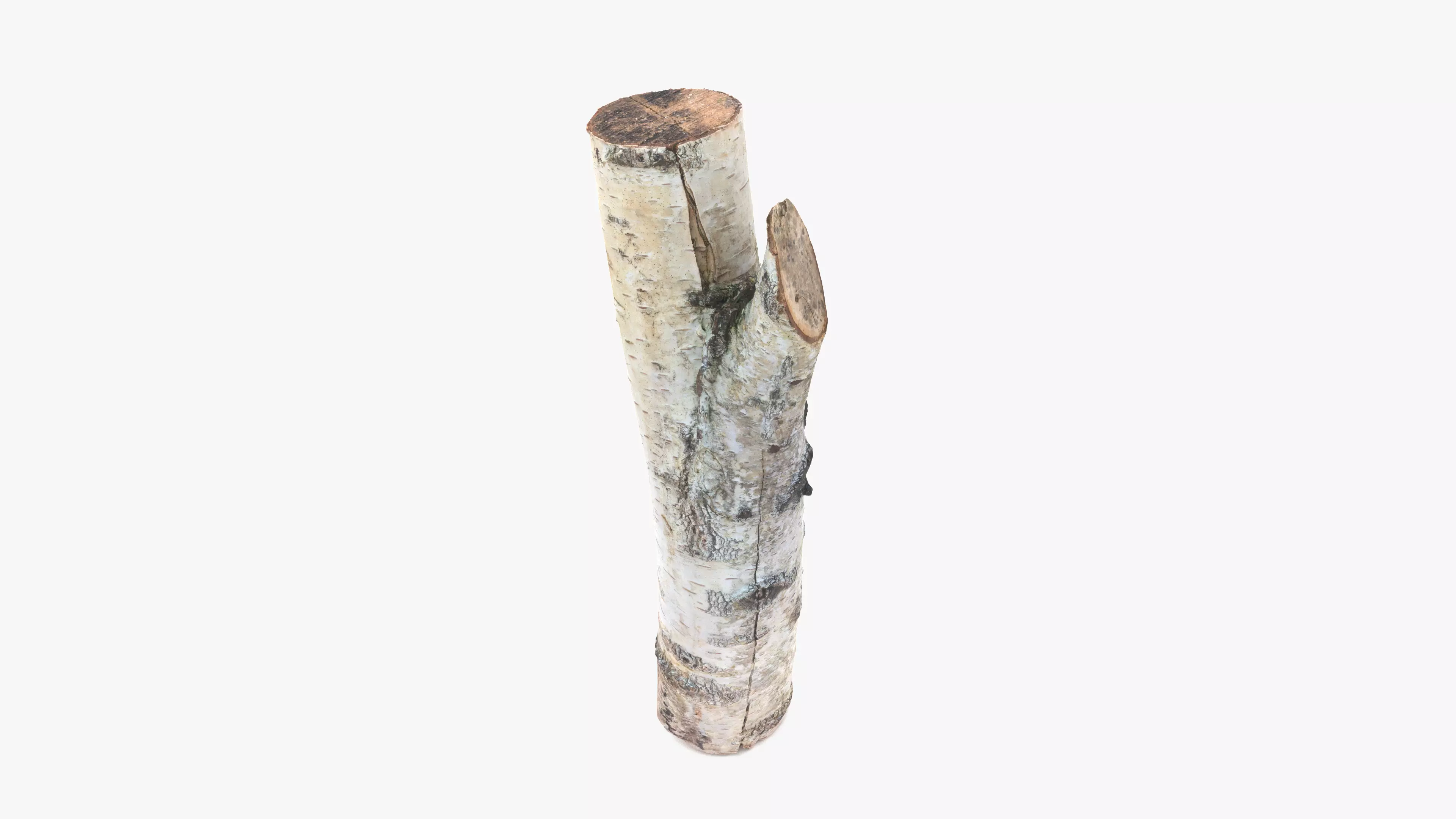 Log Birch Low-poly 3D model_0