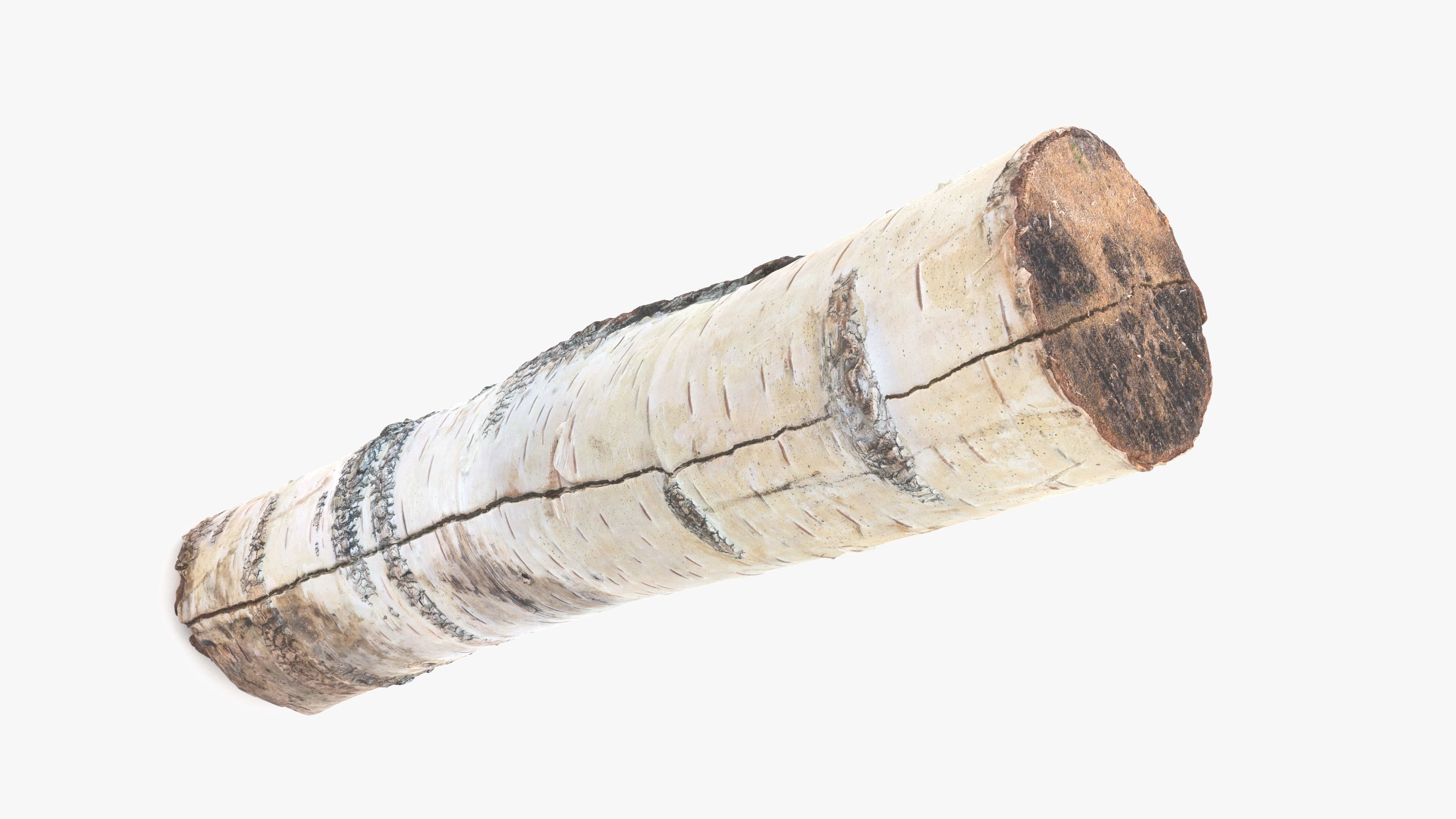 Log Birch Low-poly 3D model_4