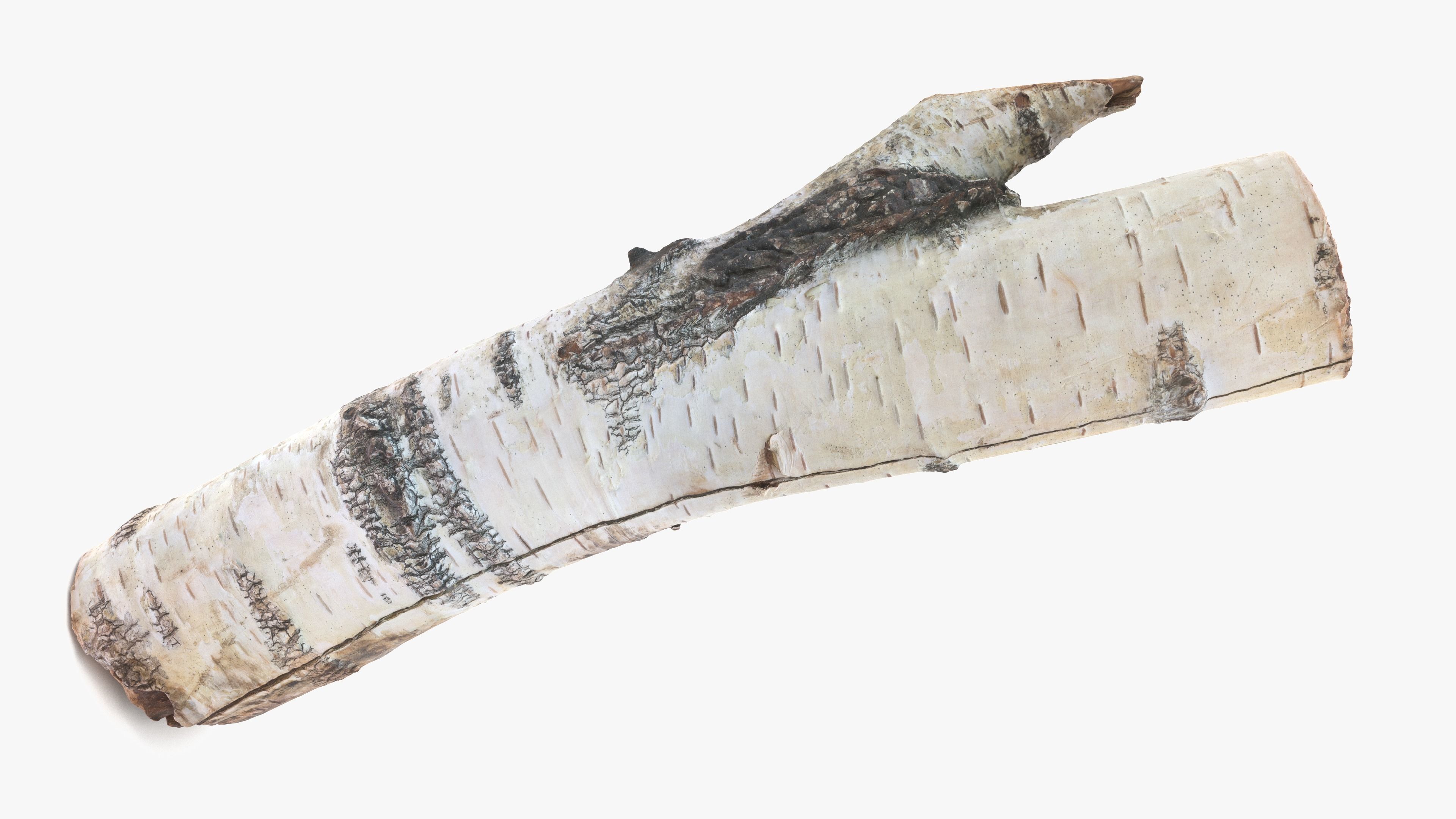 Log Birch Low-poly 3D model_6