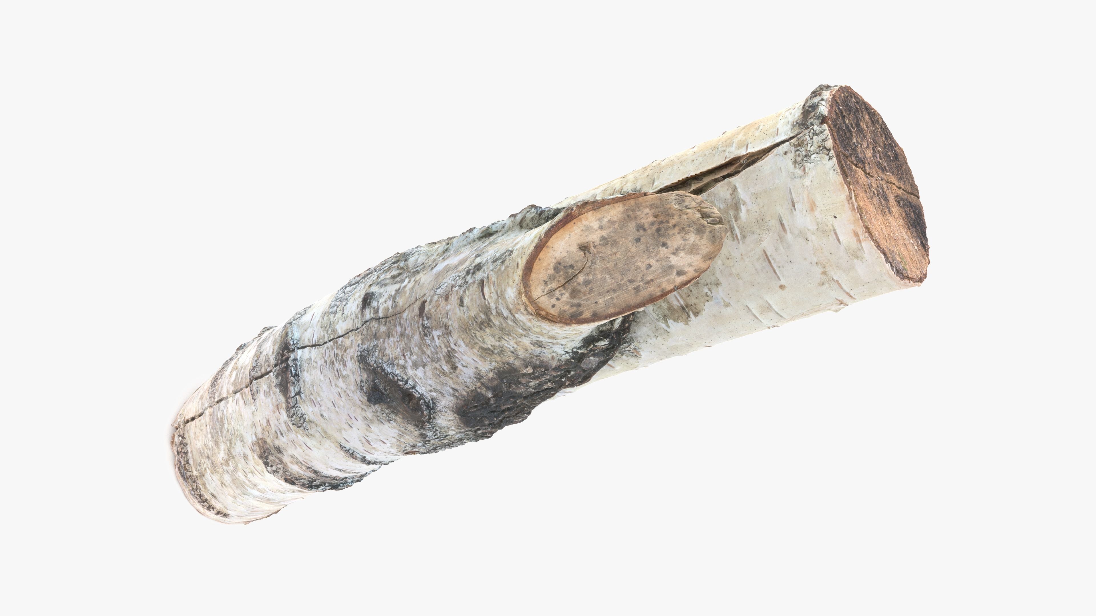 Log Birch Low-poly 3D model_3