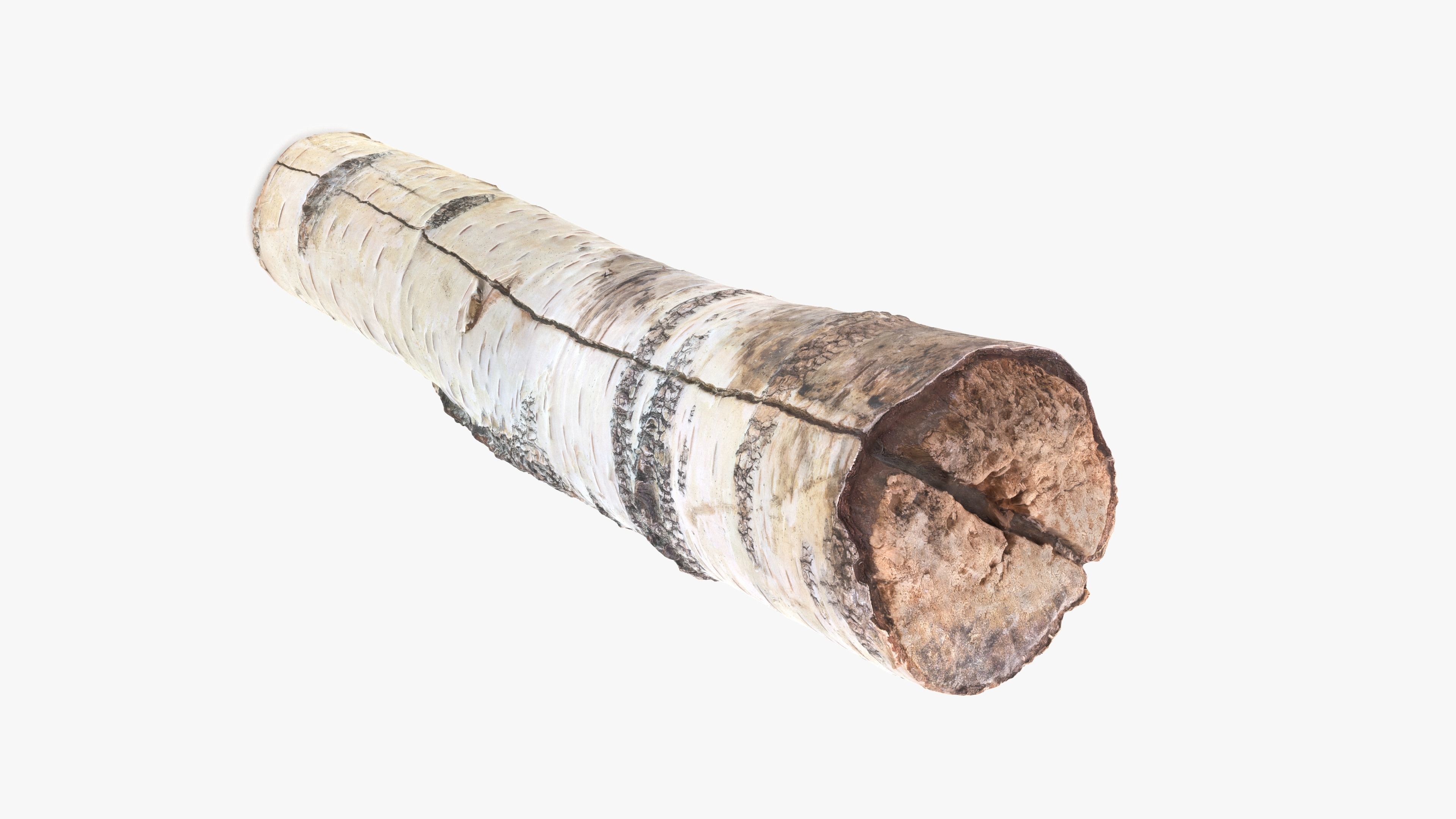 Log Birch Low-poly 3D model_11