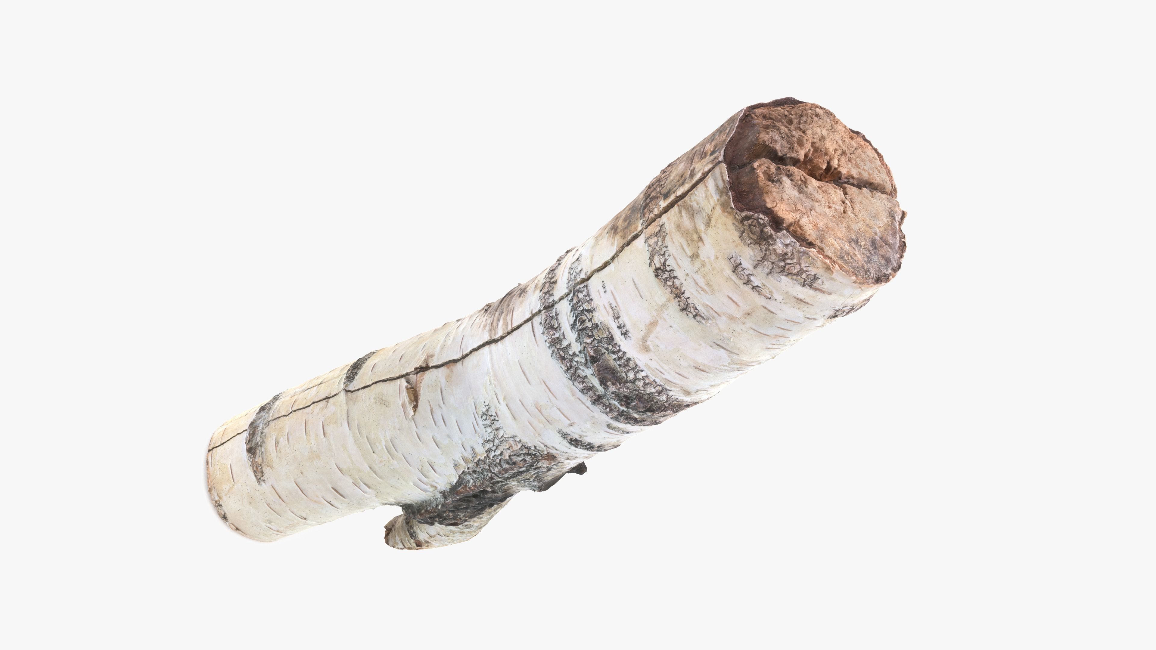 Log Birch Low-poly 3D model_10