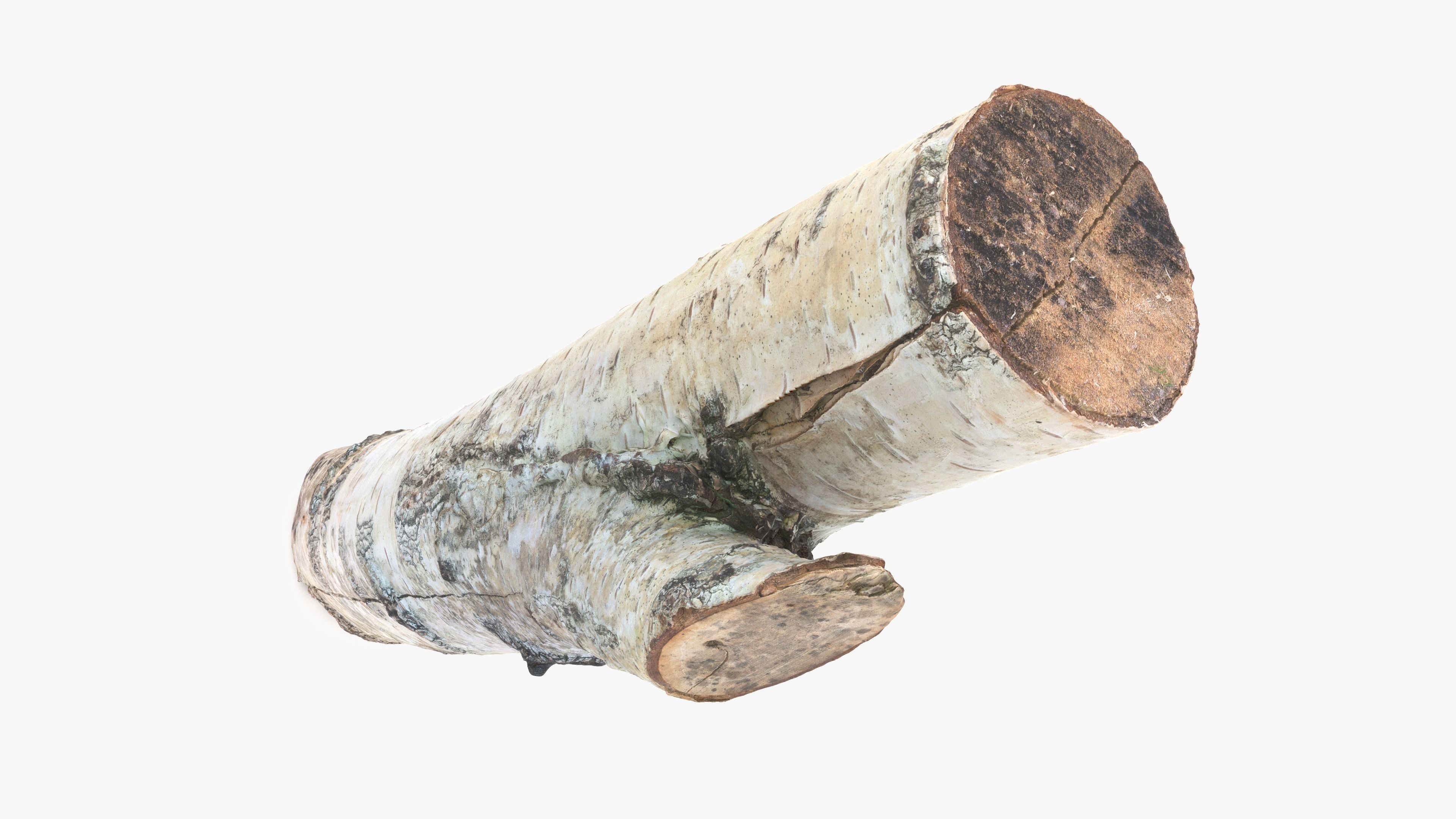 Log Birch Low-poly 3D model_8