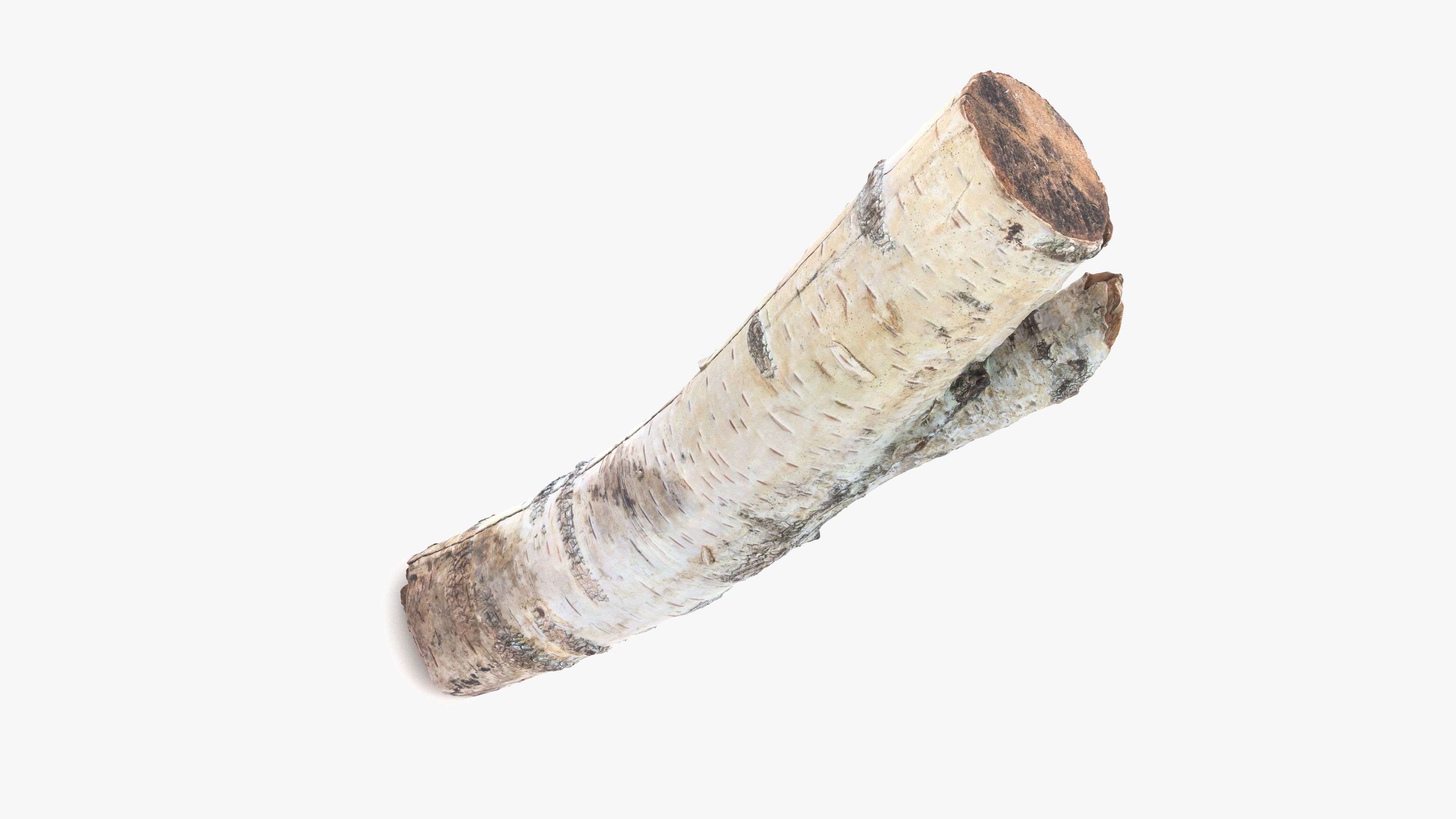 Log Birch Low-poly 3D model_12