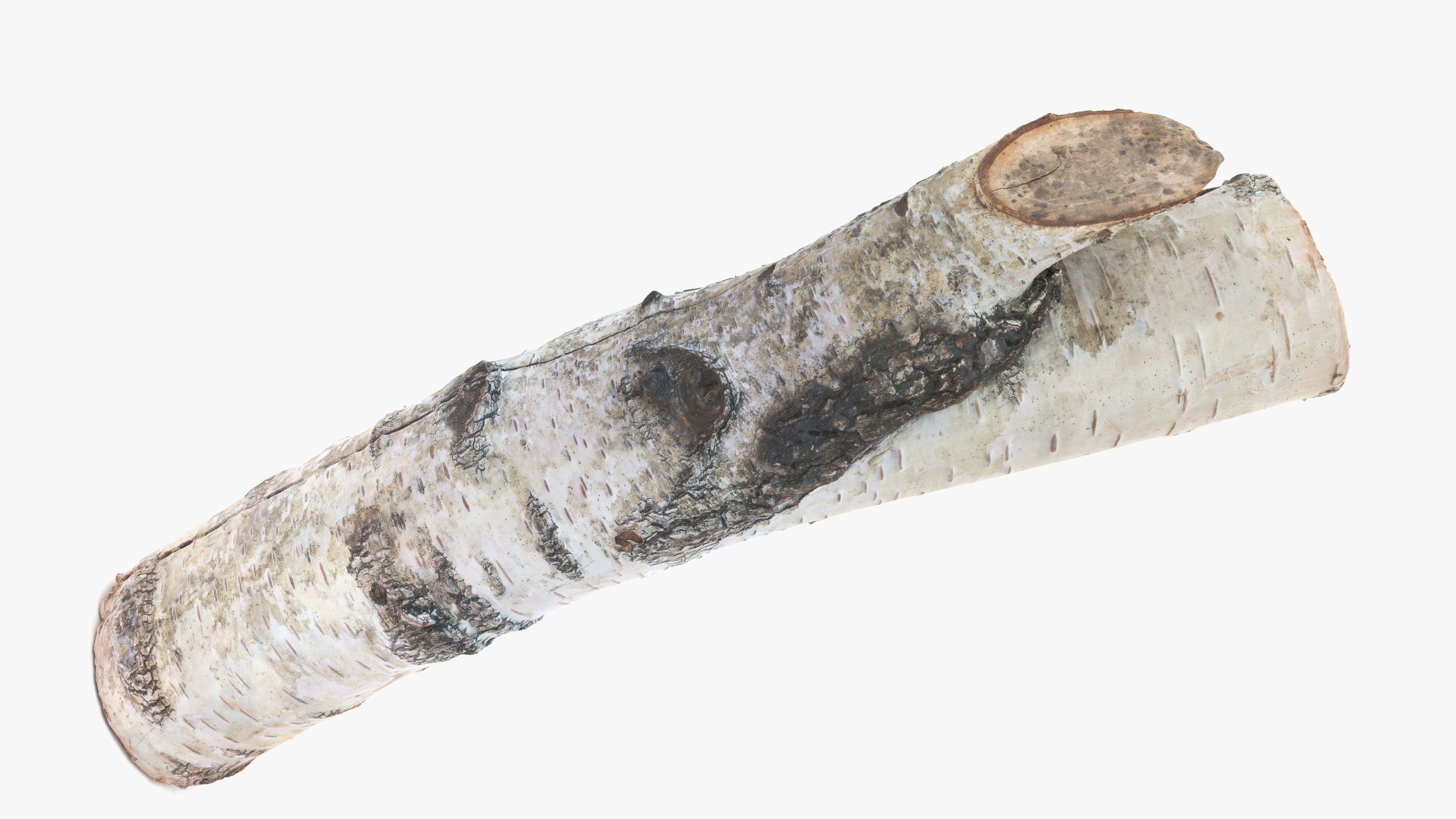 Log Birch Low-poly 3D model_7