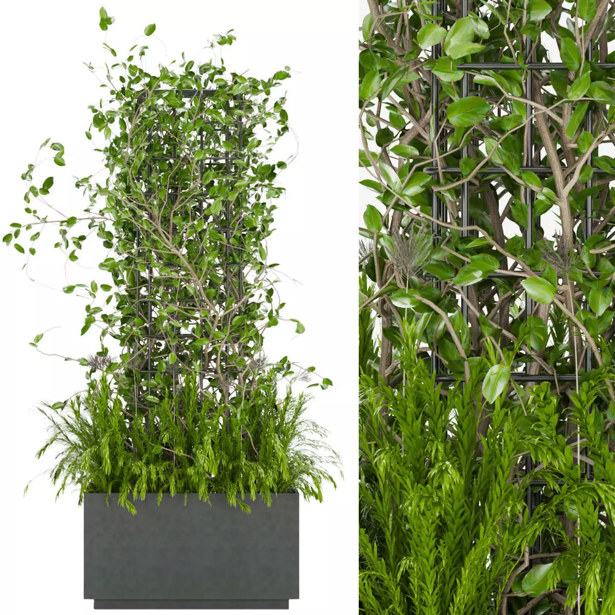 Collection plant vol 17 3D model_0