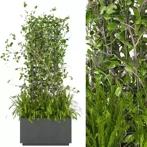 Collection plant vol 17 3D model