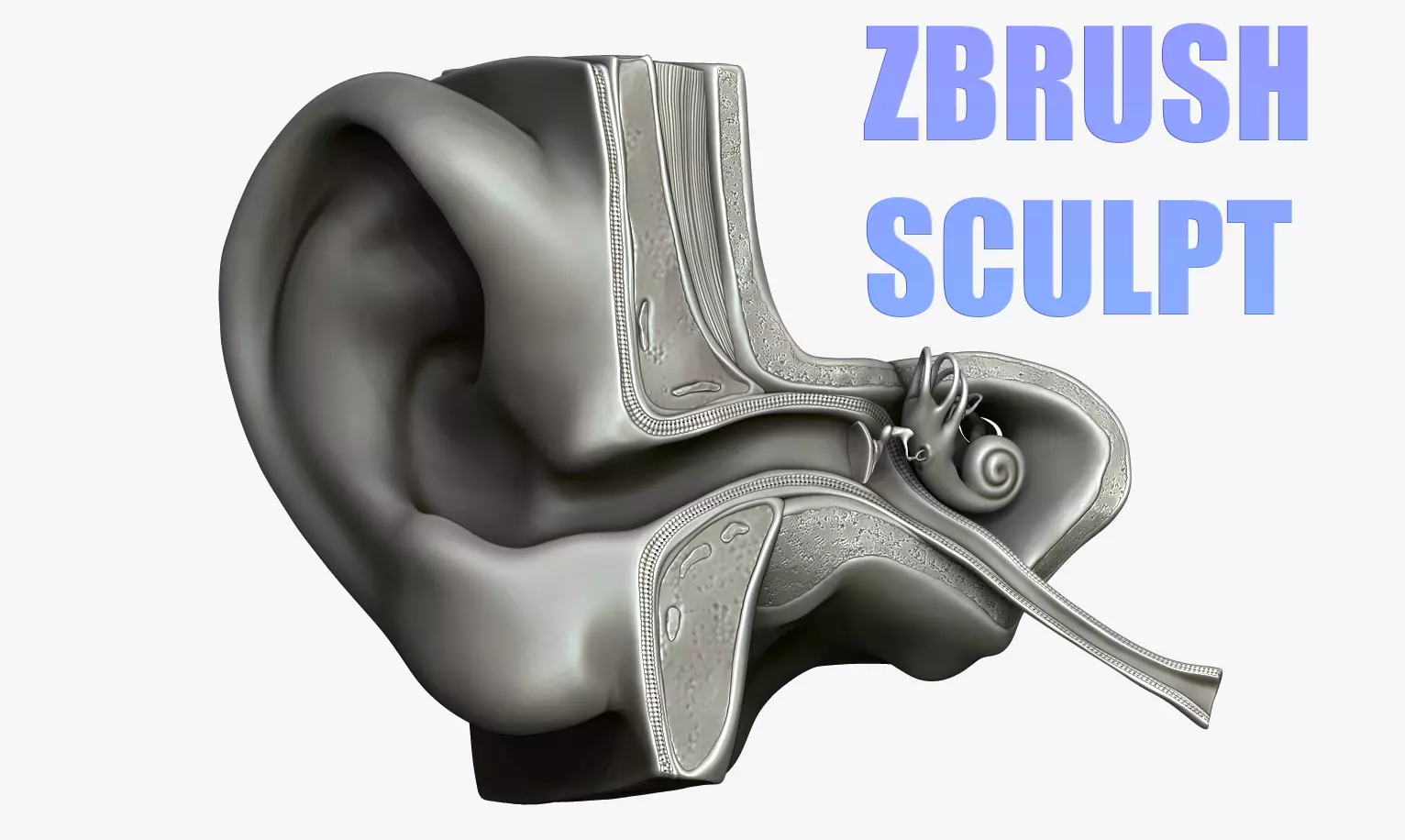 Ear Structure Anatomy Section Low-poly 3D model
